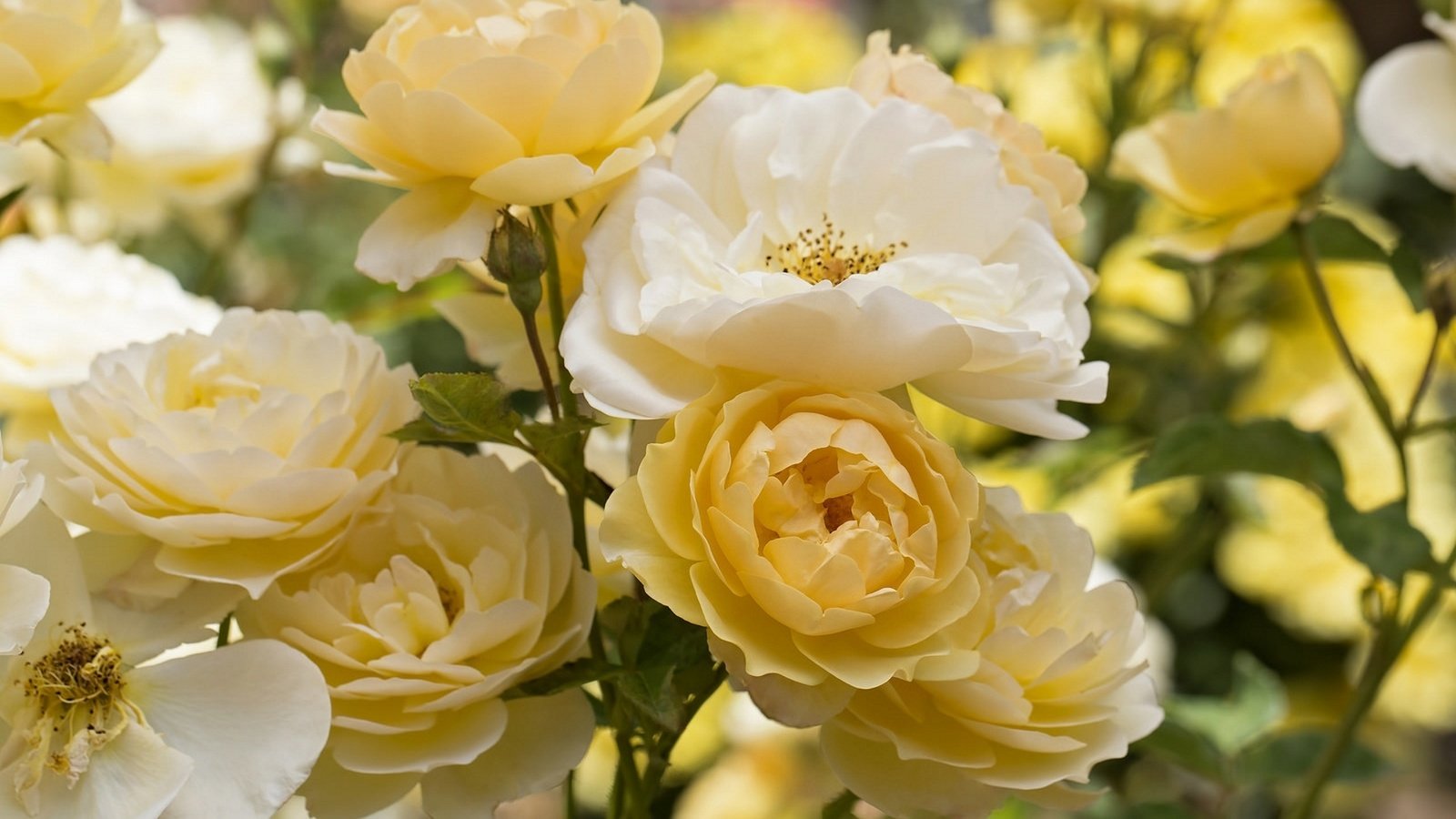 Обои цветы, желтый, розы, куст, flowers, yellow, roses, bush разрешение 1920x1279 Загрузить