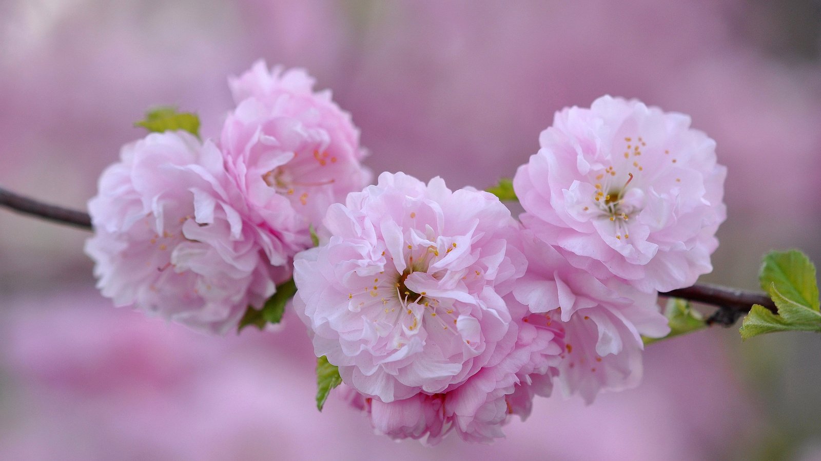Обои ветка, макро, розовый, сакура, branch, macro, pink, sakura разрешение 2048x1360 Загрузить