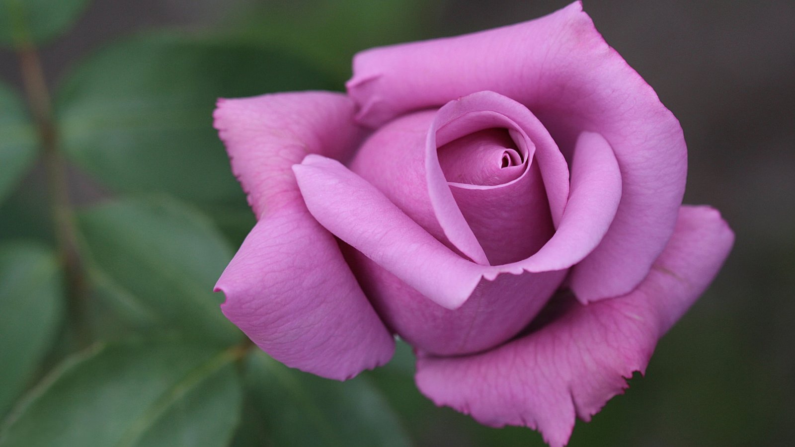 Обои макро, роза, бутон, лиловая, macro, rose, bud, purple разрешение 2048x1365 Загрузить