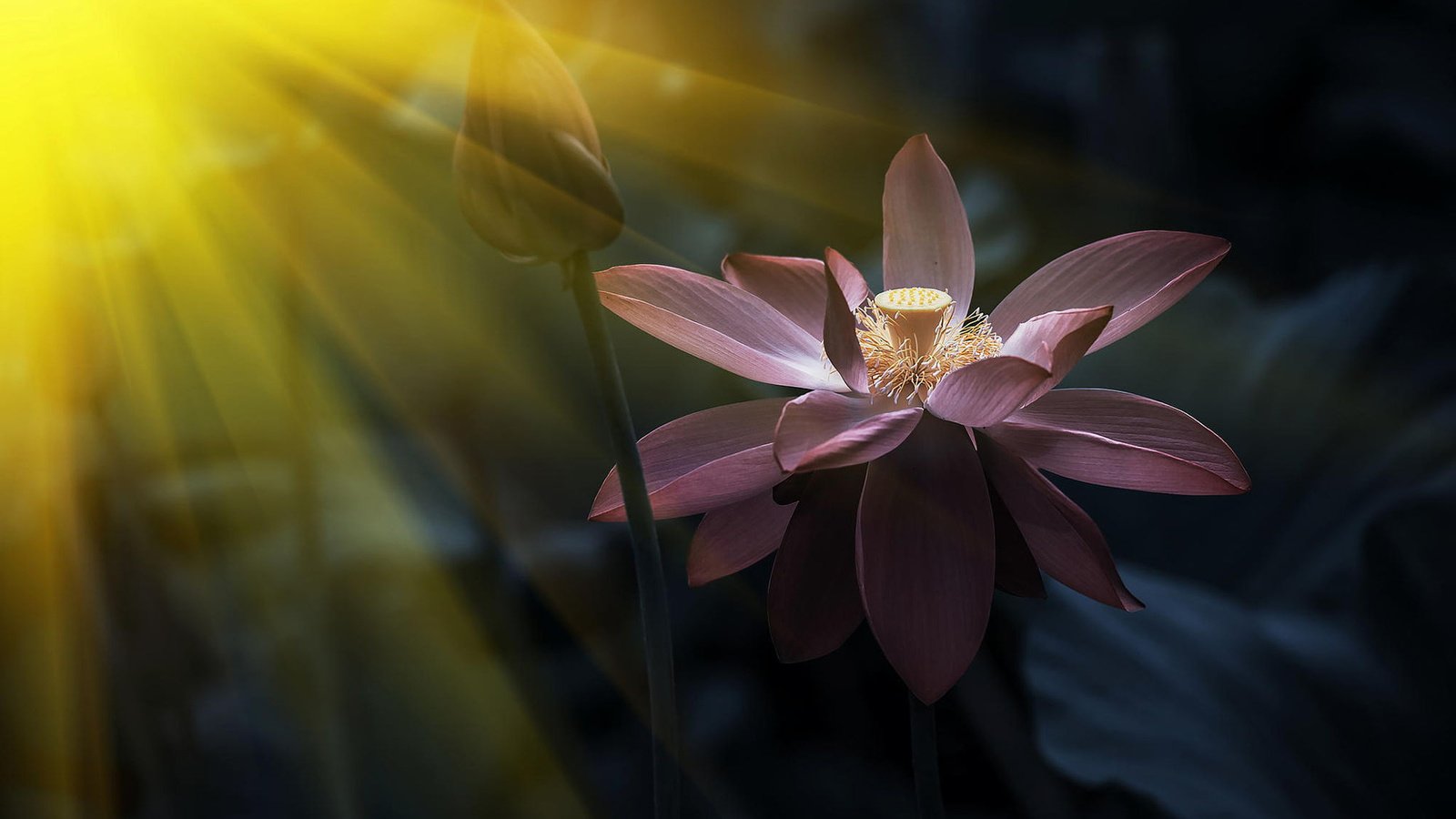 Обои природа, лотос, солнечный свет, розовый лотос, nature, lotus, sunlight, pink lotus разрешение 1920x1200 Загрузить