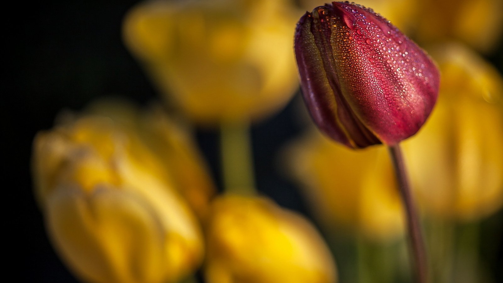 Обои цветы, фон, тюльпаны, flowers, background, tulips разрешение 1920x1257 Загрузить