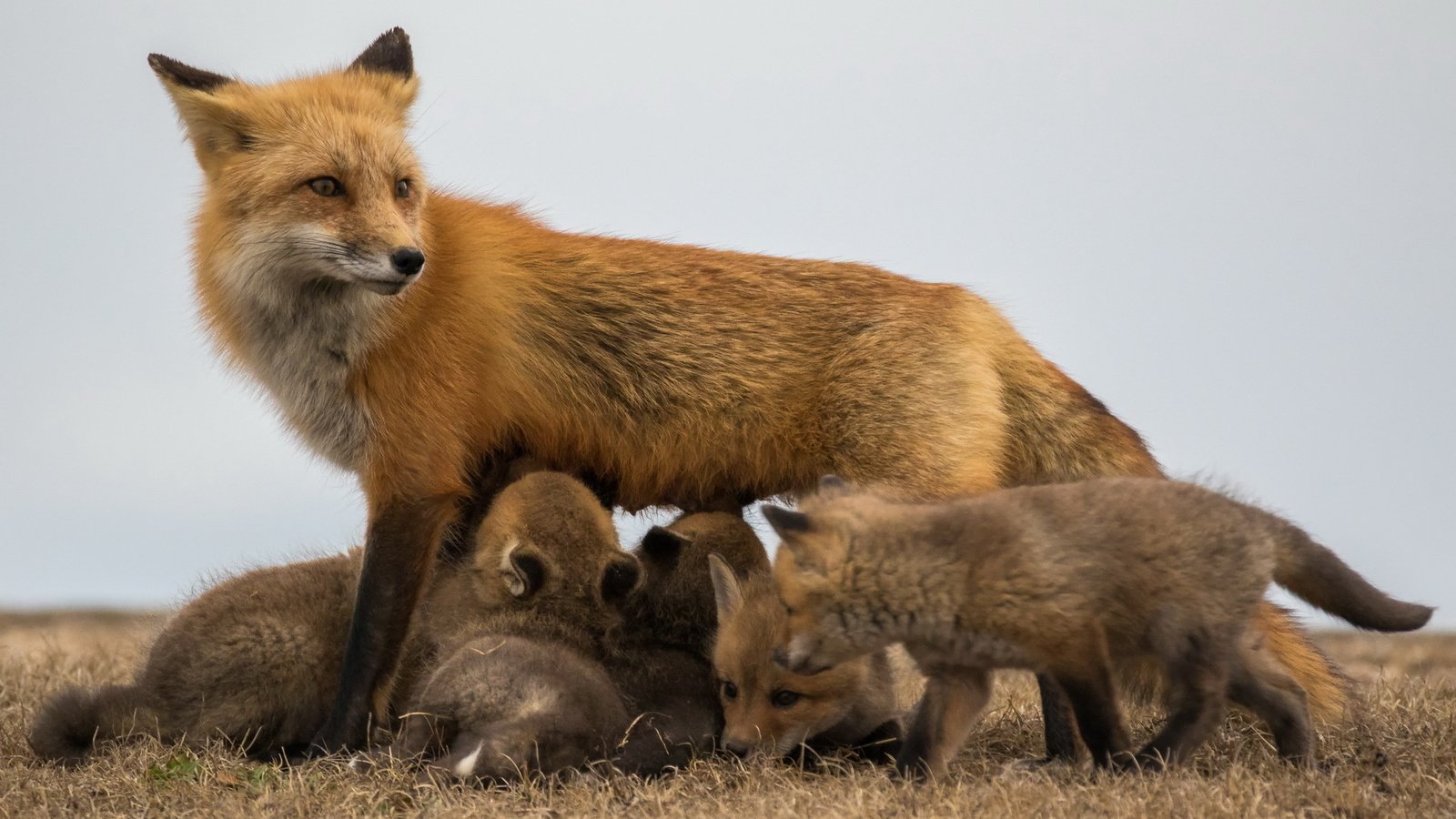 Обои природа, фон, лиса, лисята, лисы, nature, background, fox, cubs разрешение 1920x1280 Загрузить