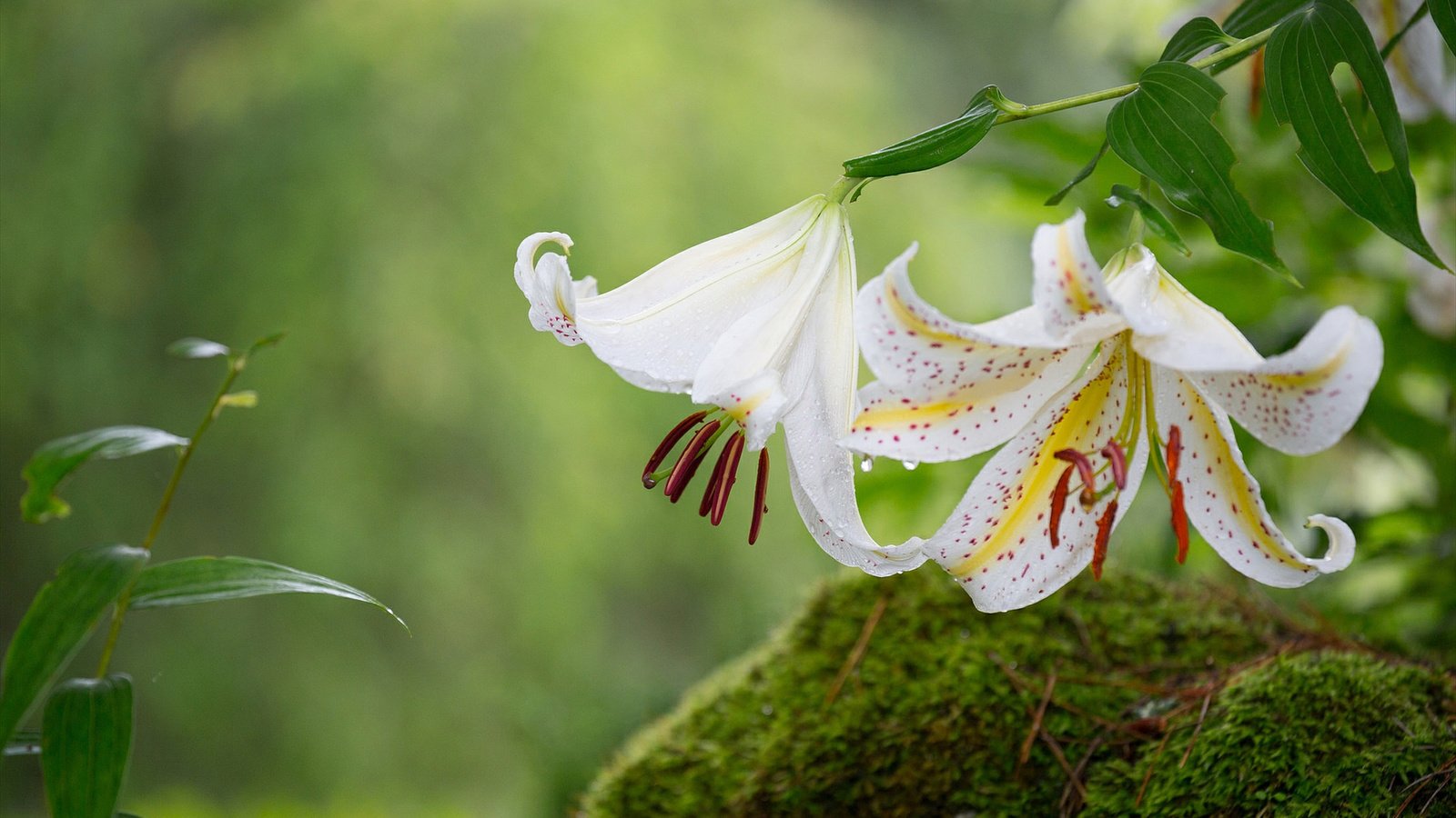 Обои цветы, макро, лепестки, мох, лилии, flowers, macro, petals, moss, lily разрешение 1920x1200 Загрузить