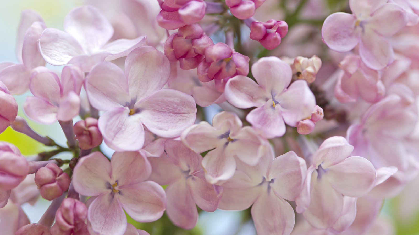 Обои макро, весна, нежность, сирень, macro, spring, tenderness, lilac разрешение 2048x1365 Загрузить