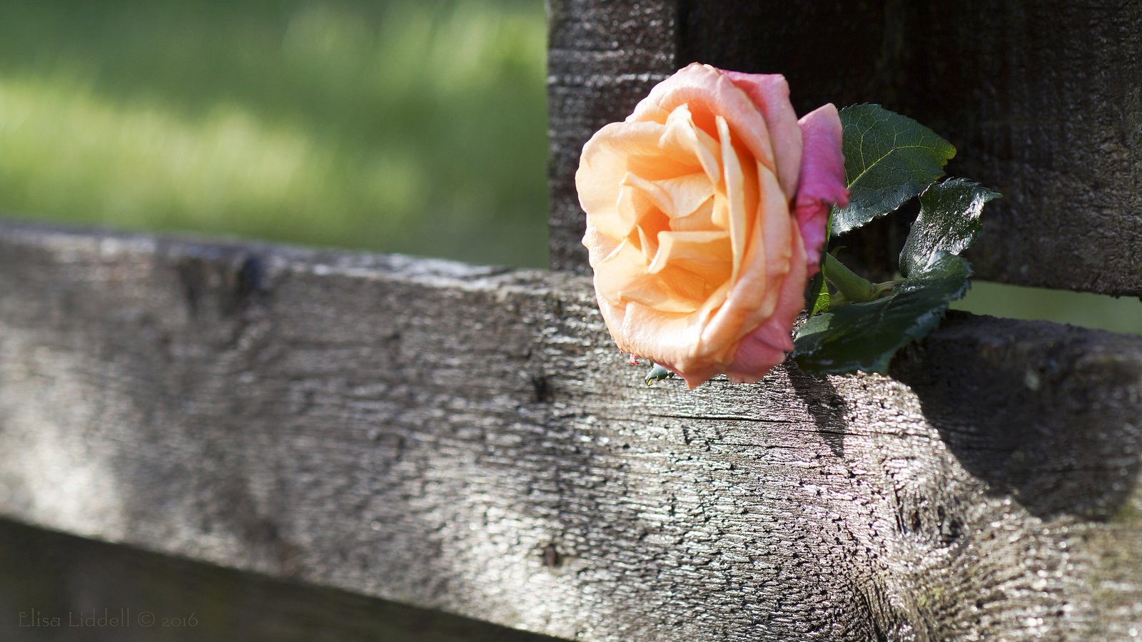 Обои доска, роза, забор, board, rose, the fence разрешение 2048x1150 Загрузить