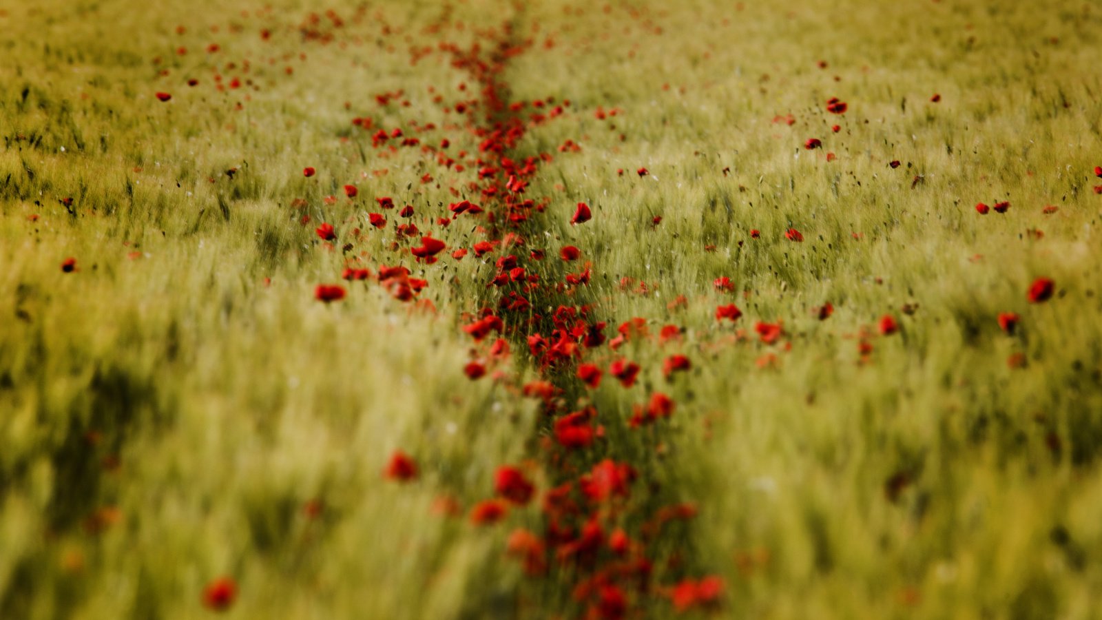 Обои поле, лето, пшеница, красные маки, field, summer, wheat, red poppies разрешение 2048x1365 Загрузить