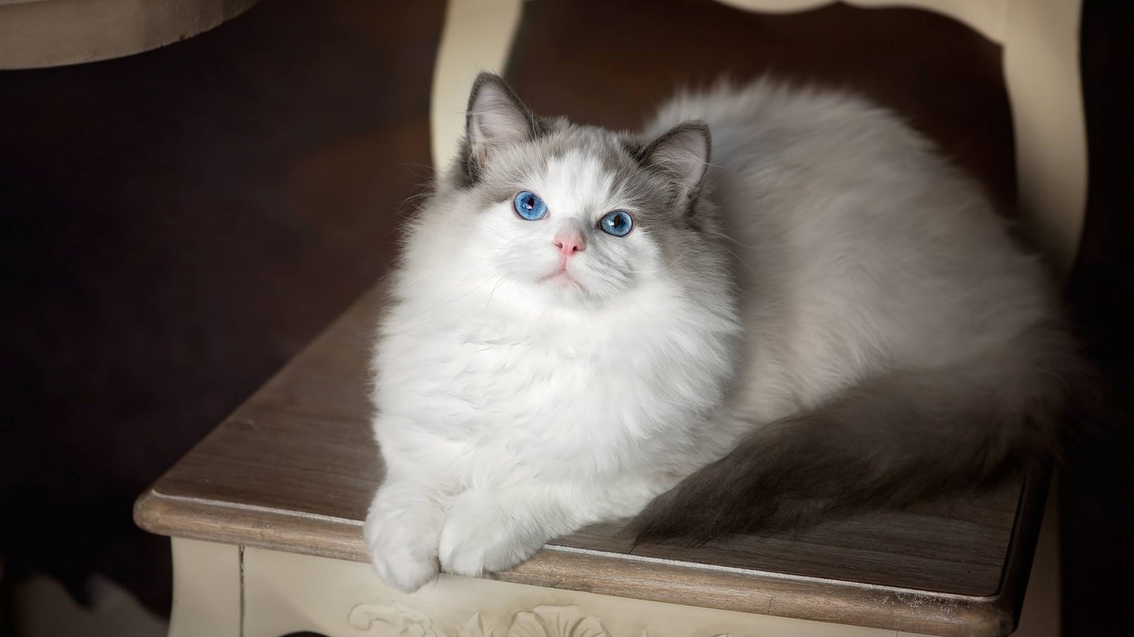 Обои кошка, взгляд, стул, голубые глаза, рэгдолл, cat, look, chair, blue eyes, ragdoll разрешение 1920x1448 Загрузить
