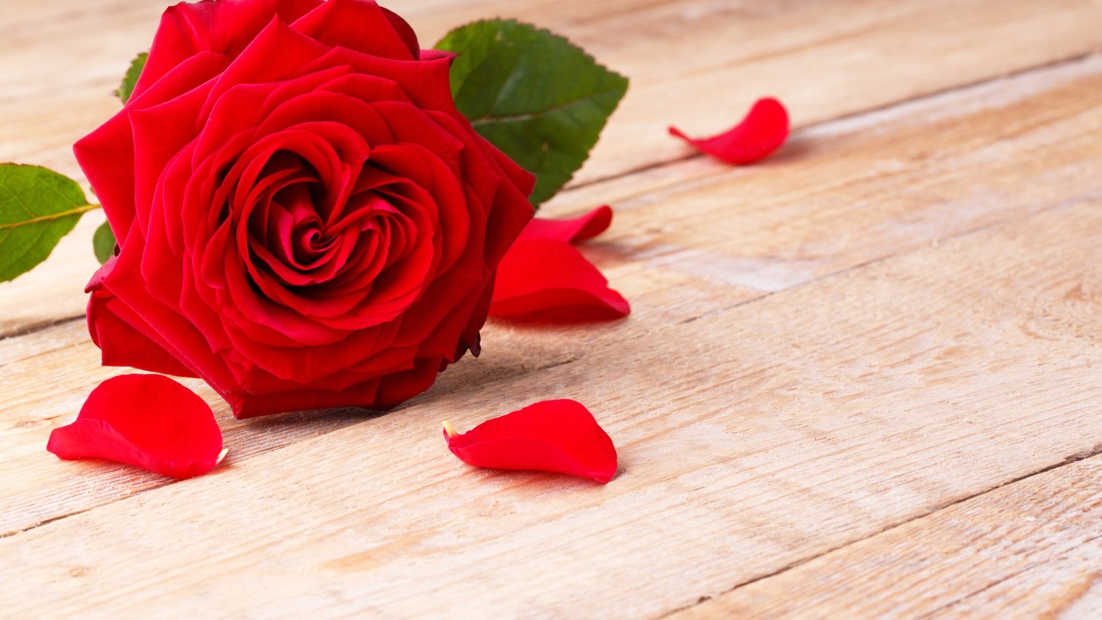 Обои цветок, роза, лепестки, красная, flower, rose, petals, red разрешение 5472x3648 Загрузить
