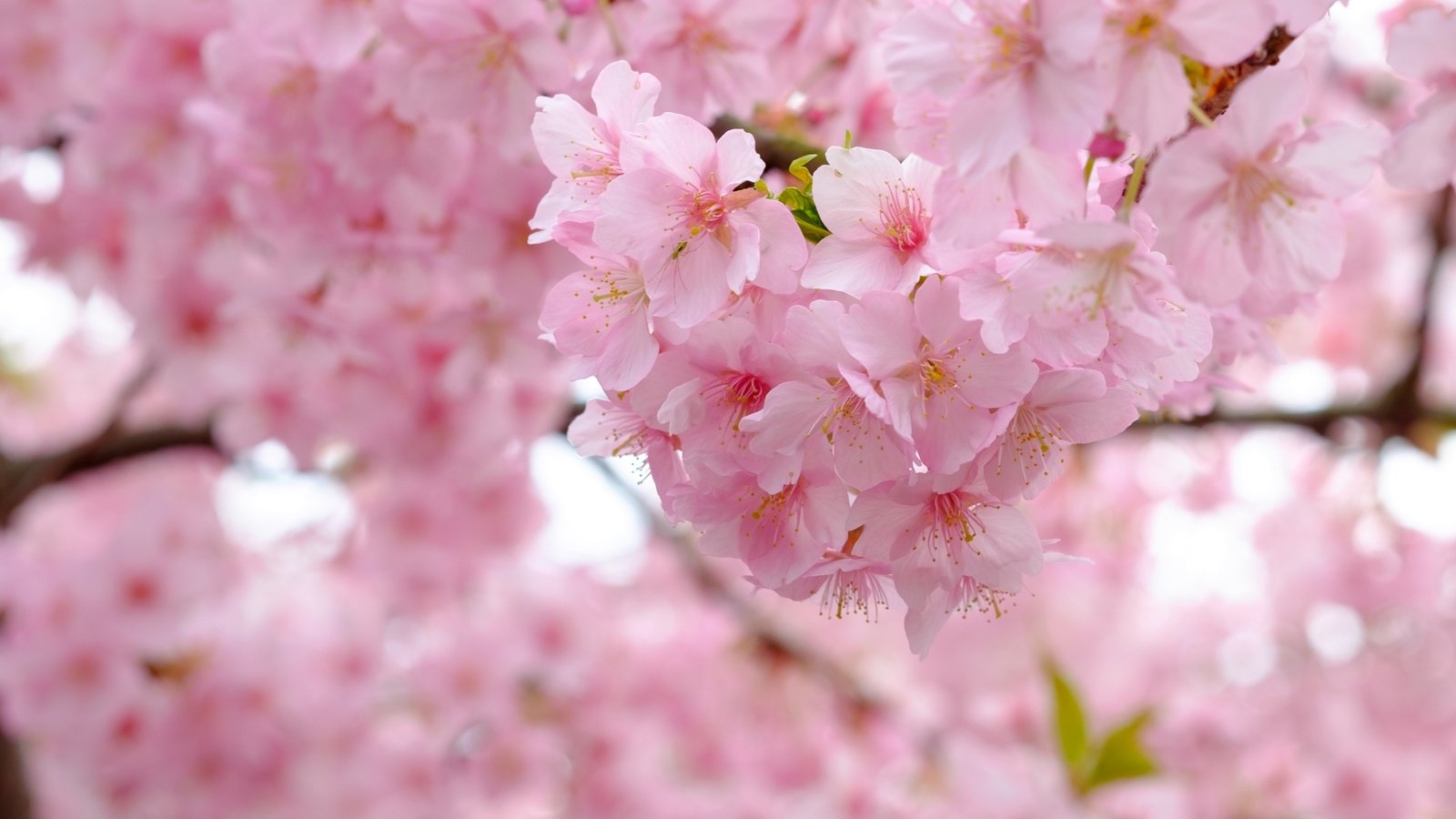 Обои дерево, цветение, ветки, весна, вишня, сакура, tree, flowering, branches, spring, cherry, sakura разрешение 3840x2560 Загрузить