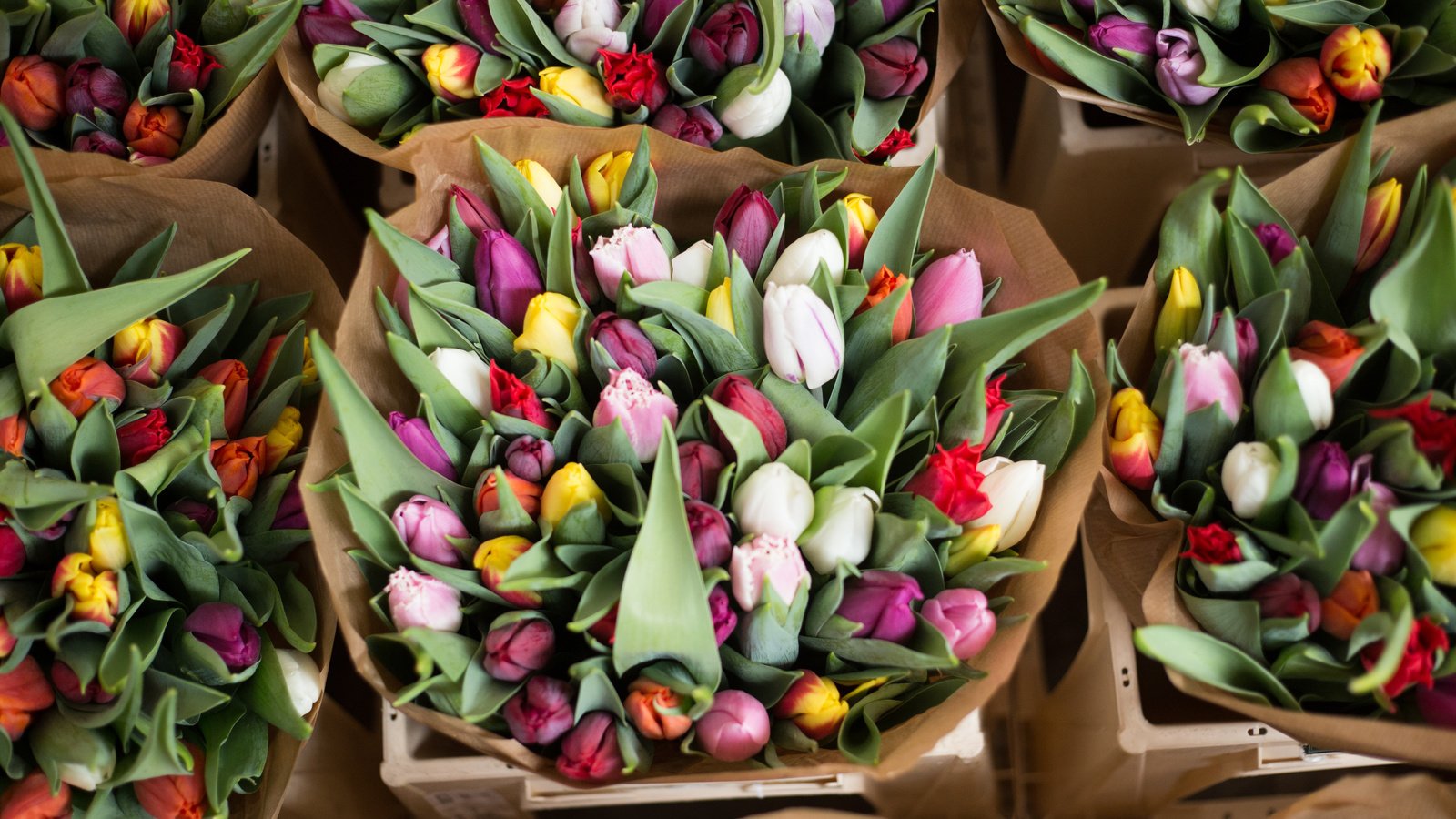 Обои цветы, бутоны, красочные, тюльпаны, букеты, alice achterhof, flowers, buds, colorful, tulips, bouquets разрешение 5472x3648 Загрузить