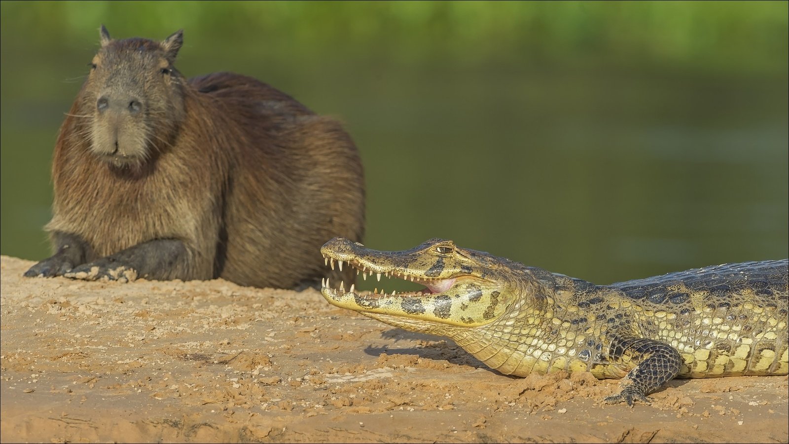Обои крокодил, животно е, copybara, капибара, capybara, crocodile, animals, the capybara разрешение 1920x1080 Загрузить