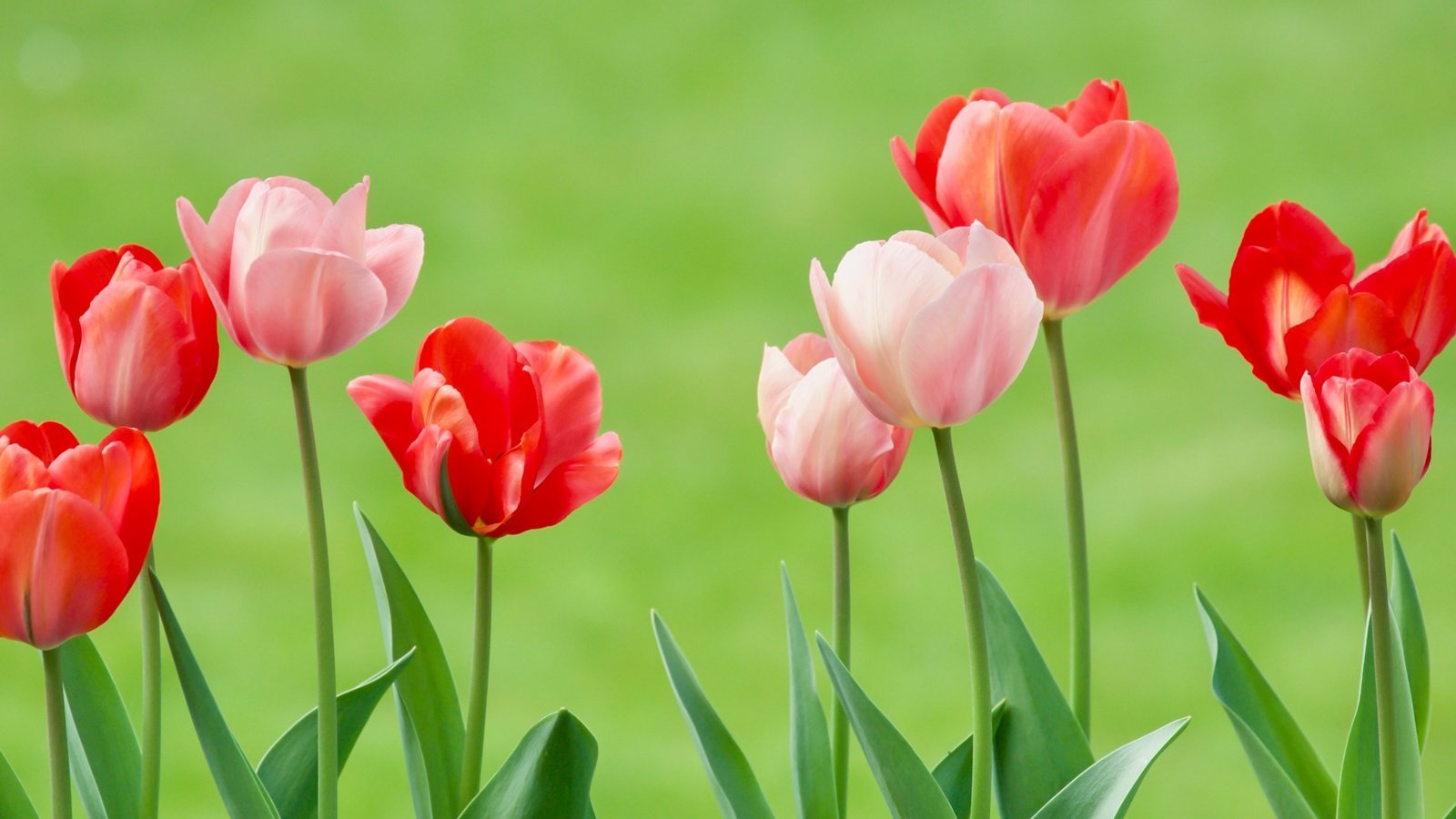 Обои цветы, бутоны, фон, тюльпаны, flowers, buds, background, tulips разрешение 2400x1122 Загрузить