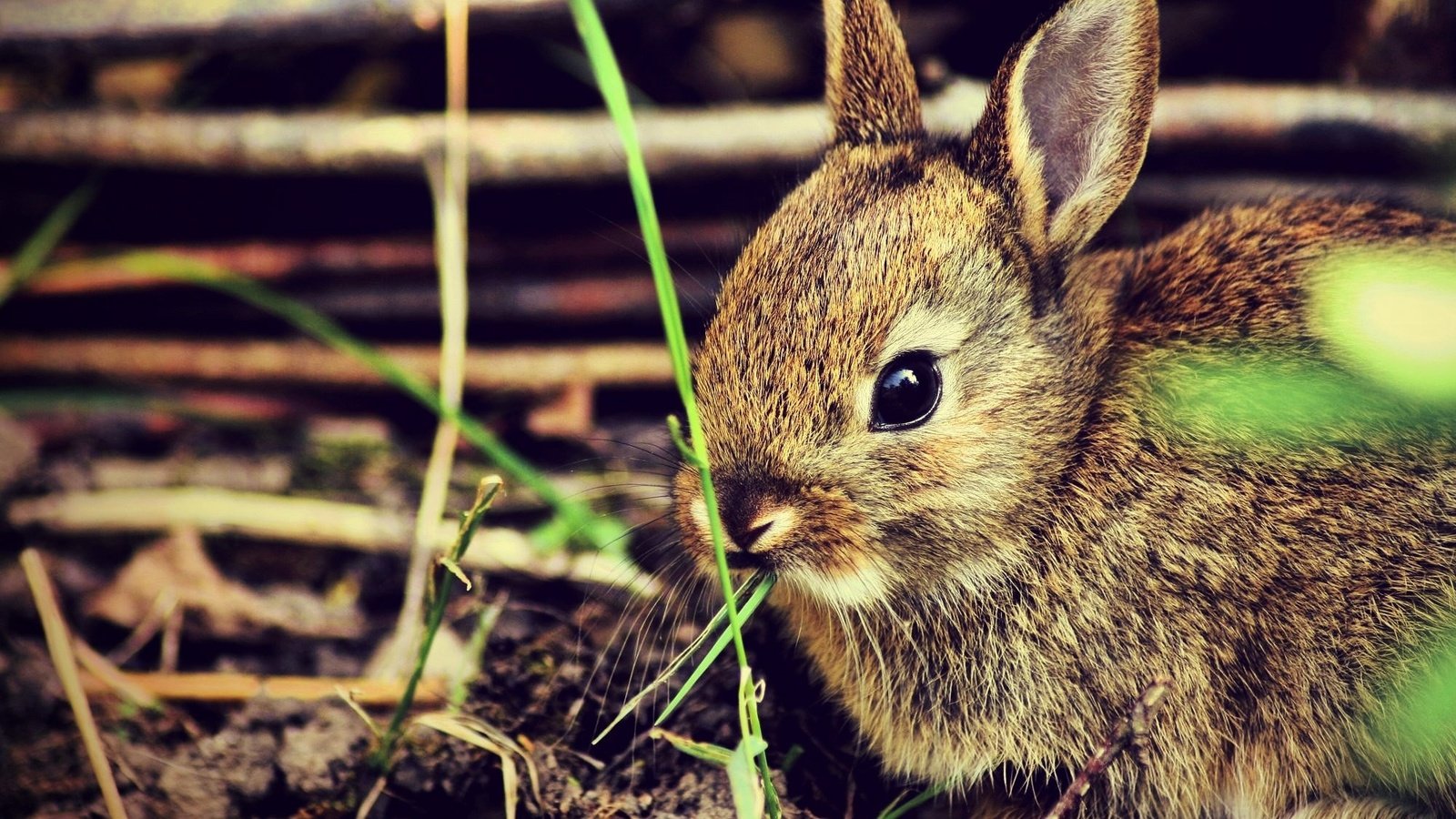 Обои трава, кролик, кролики, grass, rabbit, rabbits разрешение 2000x1330 Загрузить