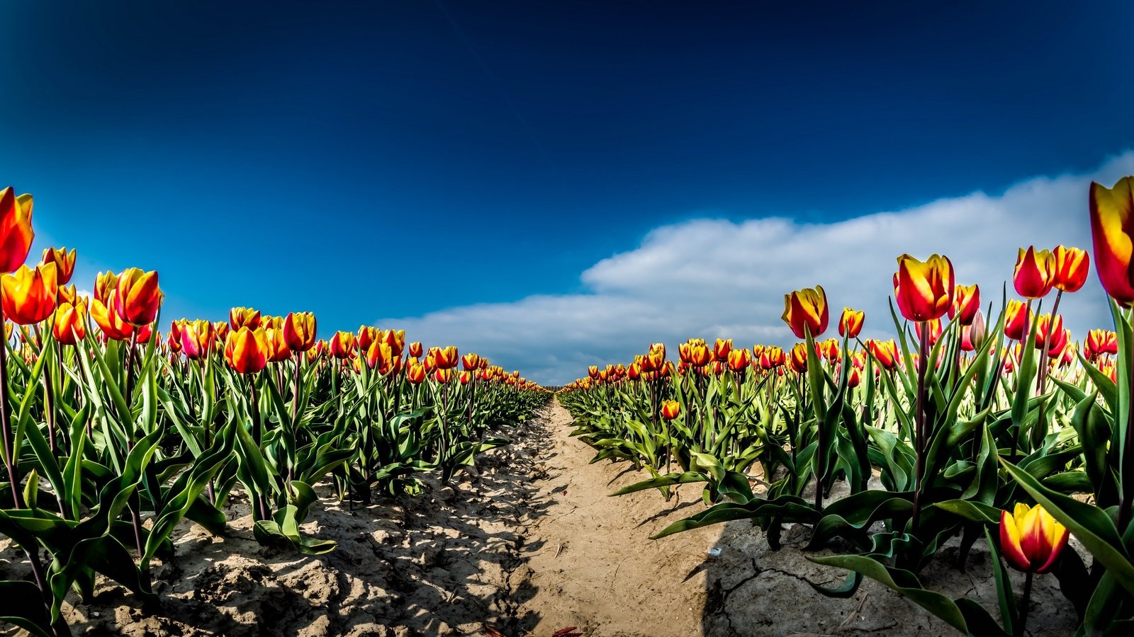 Обои небо, цветы, облака, поле, весна, тюльпаны, the sky, flowers, clouds, field, spring, tulips разрешение 2667x1440 Загрузить