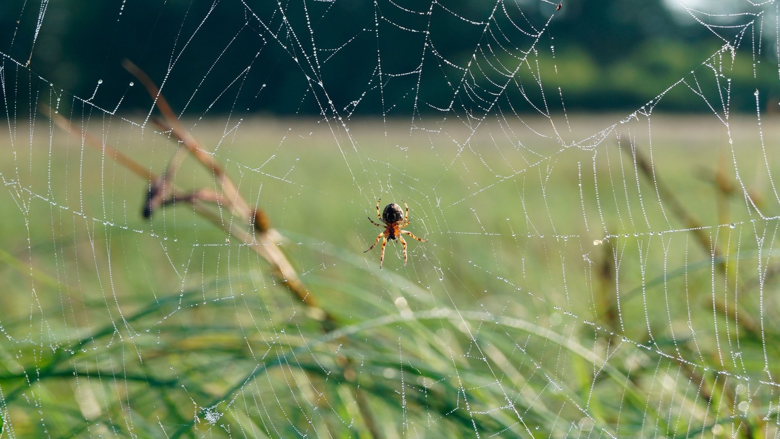Обои трава, природа, фон, паук, паутина, grass, nature, background, spider, web разрешение 3840x2556 Загрузить