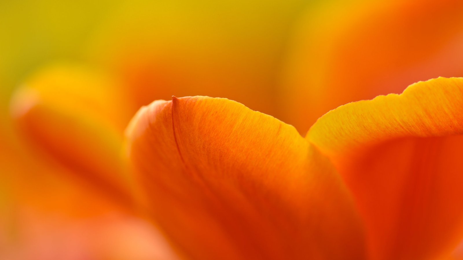 Обои желтый, цветок, лепестки, тюльпан, yellow, flower, petals, tulip разрешение 2048x1367 Загрузить
