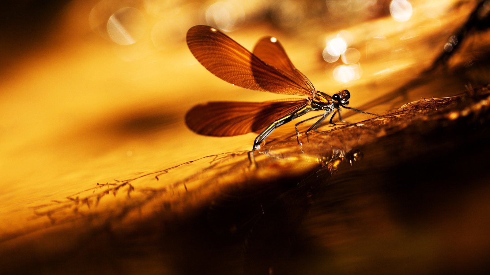 Обои насекомое, фон, крылья, блики, стрекоза, травинка, insect, background, wings, glare, dragonfly, a blade of grass разрешение 2048x1306 Загрузить