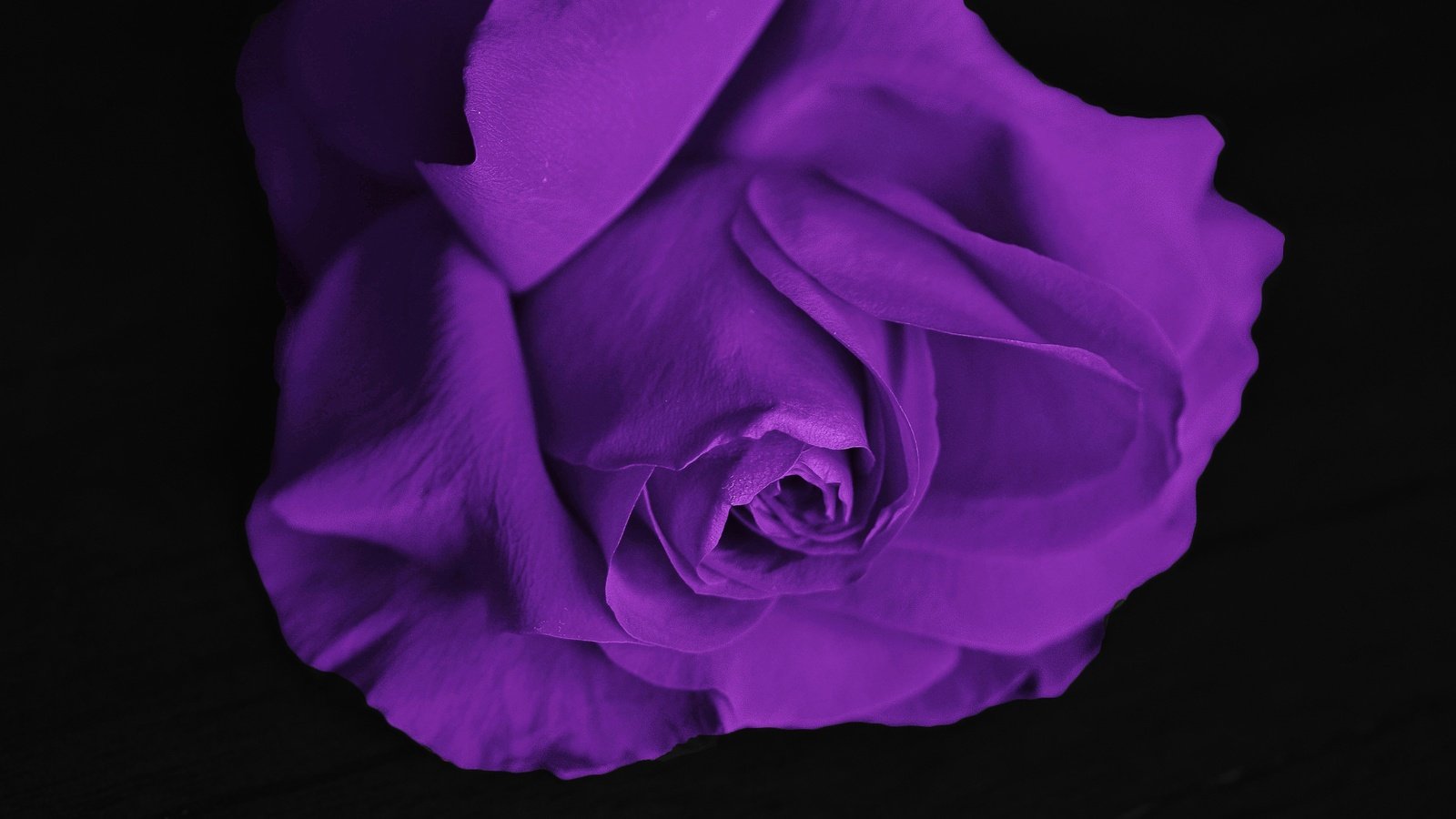 Обои цветок, роза, лепестки, фиолетовый, черный фон, flower, rose, petals, purple, black background разрешение 4928x3264 Загрузить