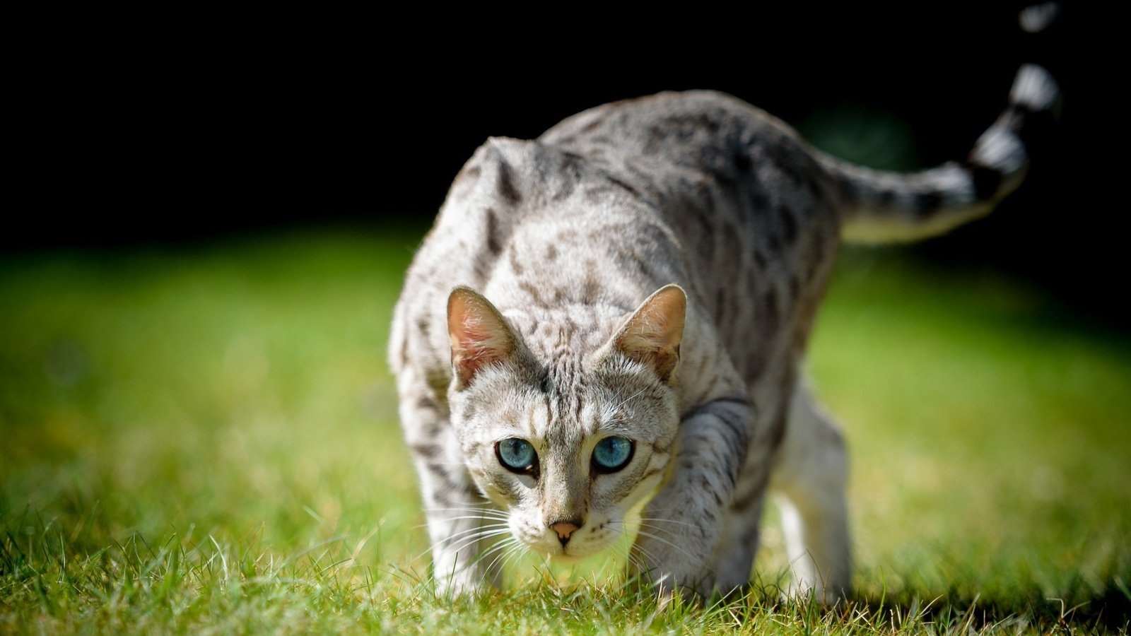 Обои глаза, трава, кот, взгляд, охота, хвост, eyes, grass, cat, look, hunting, tail разрешение 1920x1200 Загрузить