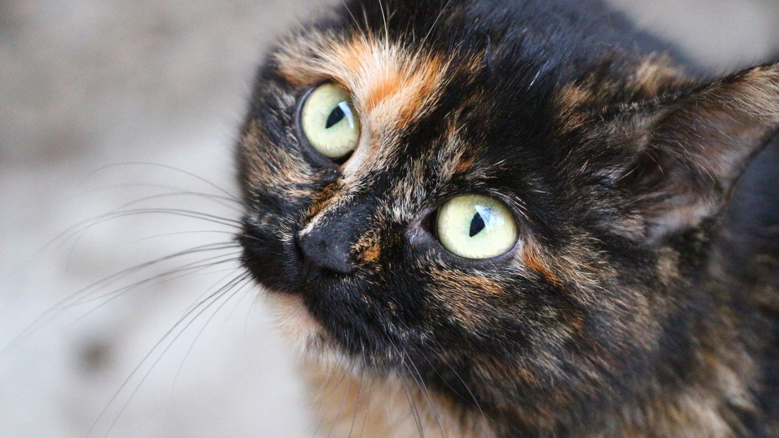 Обои глаза, кот, усы, кошка, взгляд, мордашка, eyes, cat, mustache, look, face разрешение 1920x1280 Загрузить