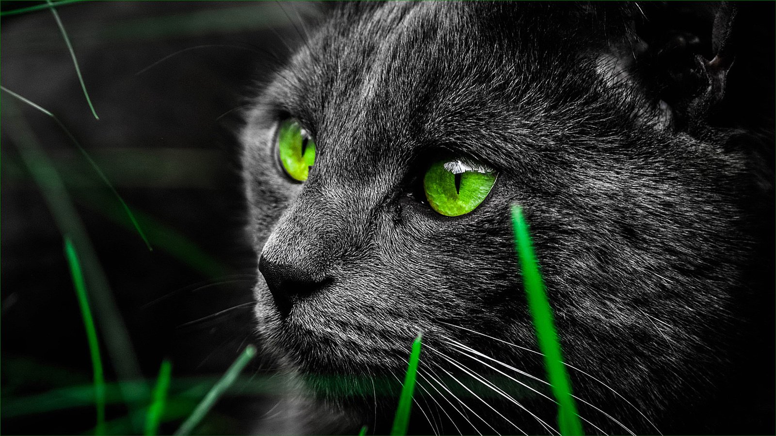 Обои трава, кот, мордочка, усы, кошка, взгляд, зеленые глаза, черный кот, grass, cat, muzzle, mustache, look, green eyes, black cat разрешение 2048x1152 Загрузить