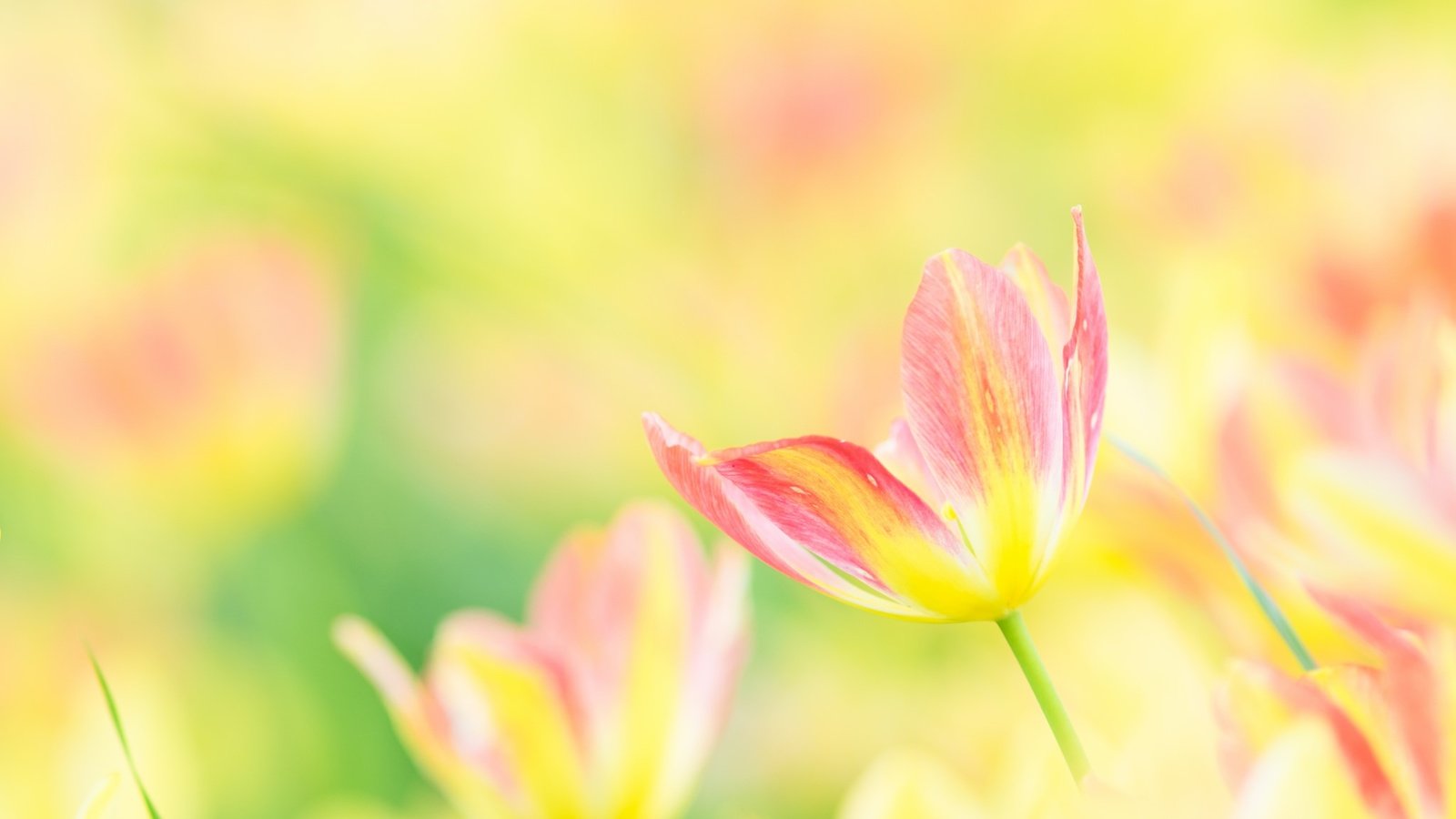 Обои цветы, лепестки, размытость, весна, тюльпаны, тюльпан, flowers, petals, blur, spring, tulips, tulip разрешение 2048x1362 Загрузить