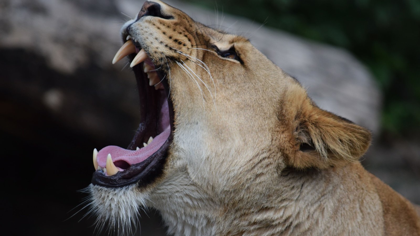 Обои клыки, хищник, лев, пасть, львица, maxime de boer, fangs, predator, leo, mouth, lioness разрешение 5449x3632 Загрузить