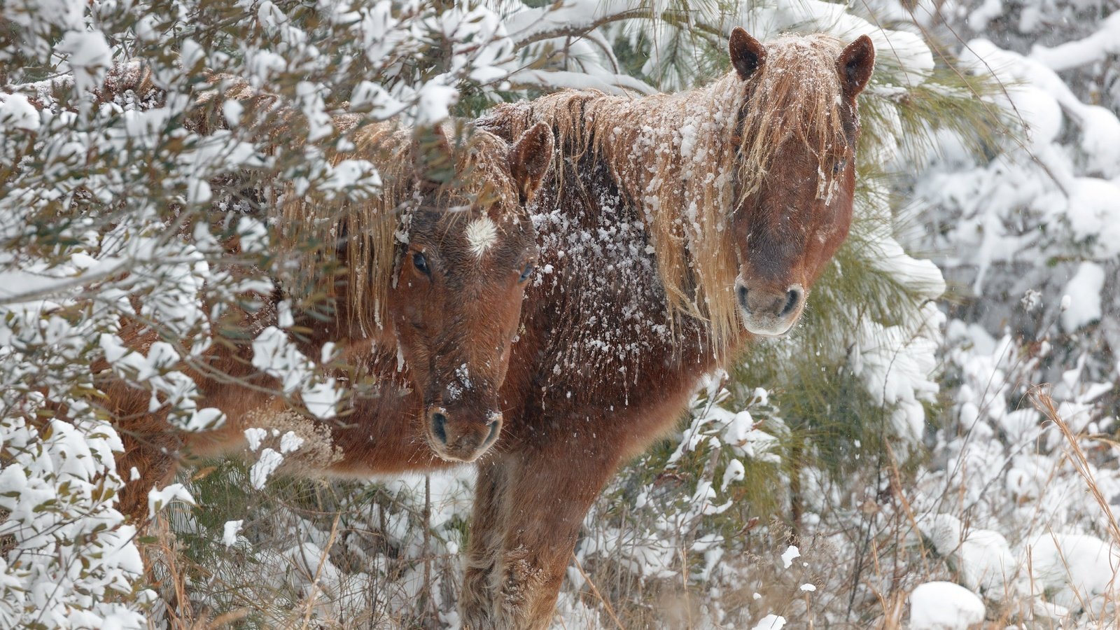 Обои снег, зима, лошади, кони, snow, winter, horse, horses разрешение 2048x1546 Загрузить