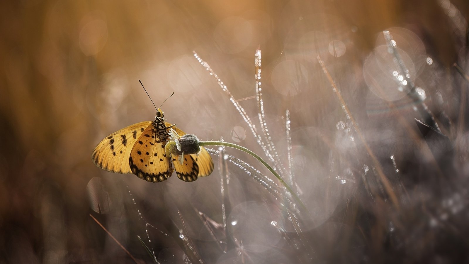 Обои цветы, макро, бабочка, flowers, macro, butterfly разрешение 1920x1200 Загрузить