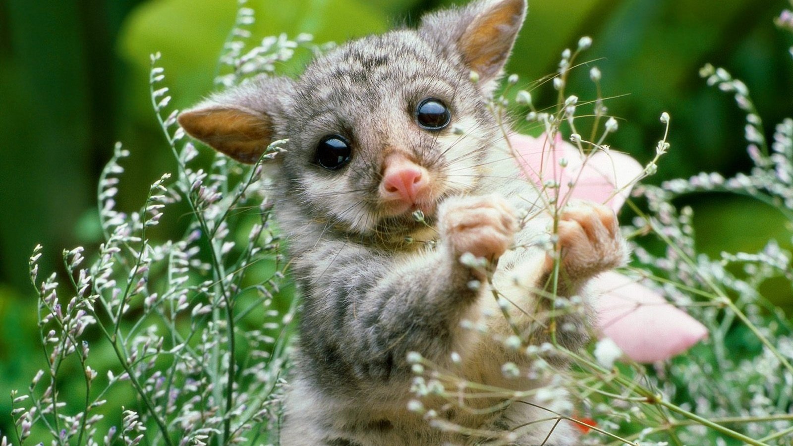 Обои природа, растение, опоссум, детеныш, грызун, nature, plant, possum, cub, rodent разрешение 1920x1200 Загрузить