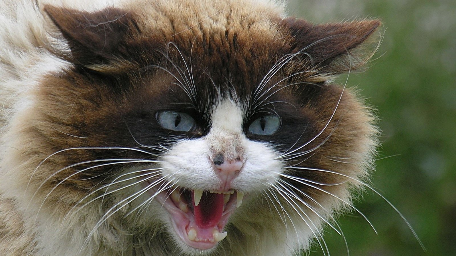 Обои глаза, кот, кошка, взгляд, зубы, агрессия, eyes, cat, look, teeth, aggression разрешение 2015x1511 Загрузить