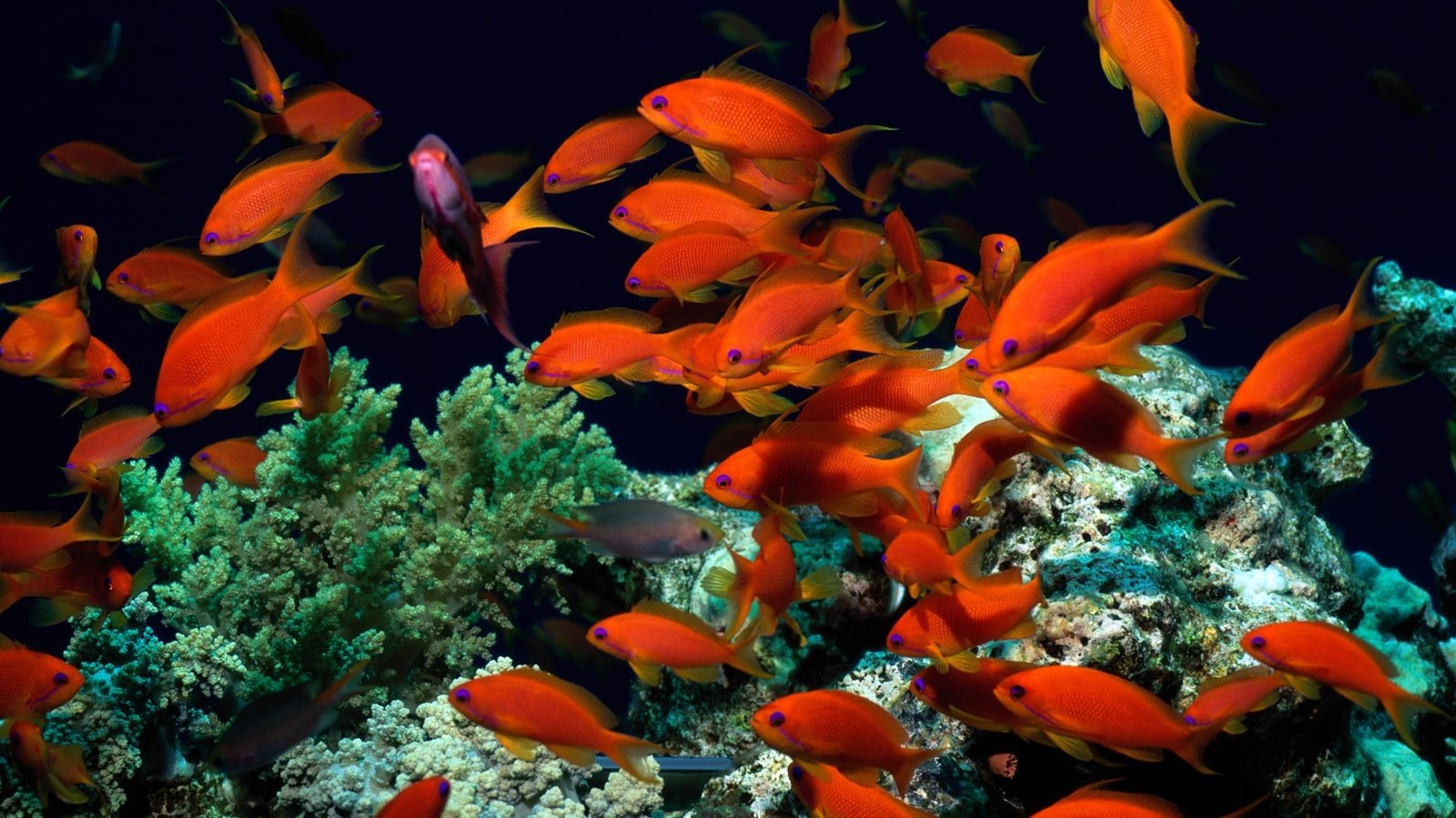 Обои рыбки, рыбы, кораллы, водоросли, подводный мир, fish, corals, algae, underwater world разрешение 1920x1200 Загрузить