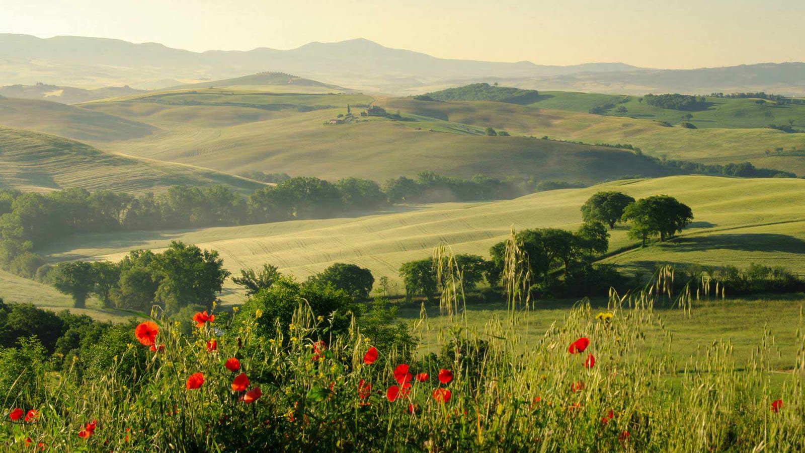 Обои цветы, трава, холмы, природа, пейзаж, поля, красные, маки, flowers, grass, hills, nature, landscape, field, red, maki разрешение 1920x1200 Загрузить