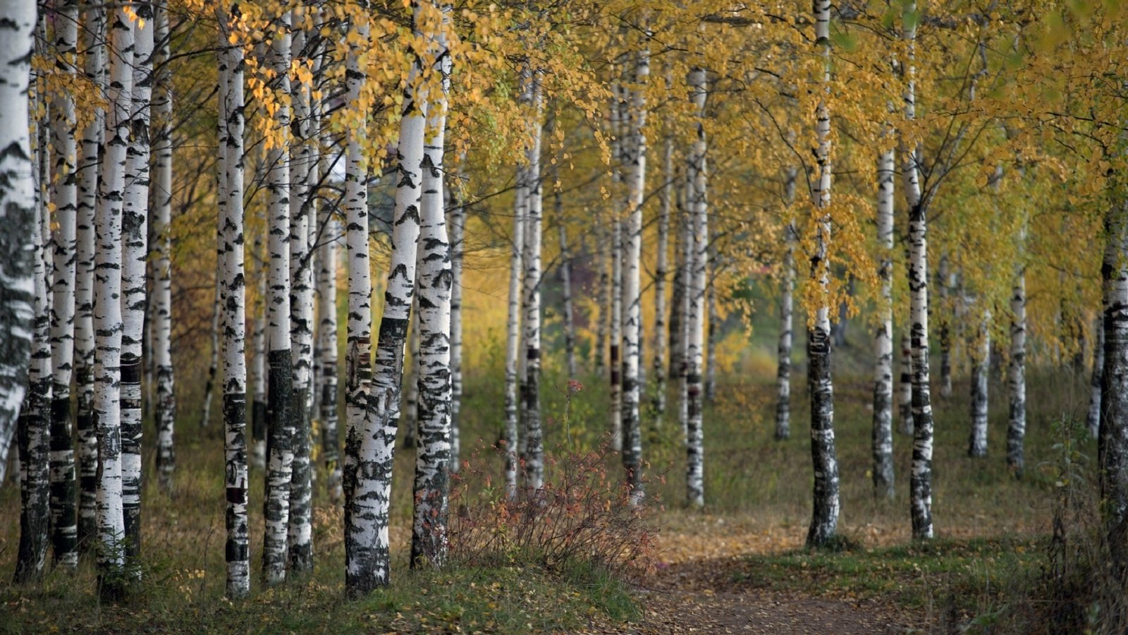 Обои деревья, природа, лес, осень, береза, роща, trees, nature, forest, autumn, birch, grove разрешение 1920x1192 Загрузить