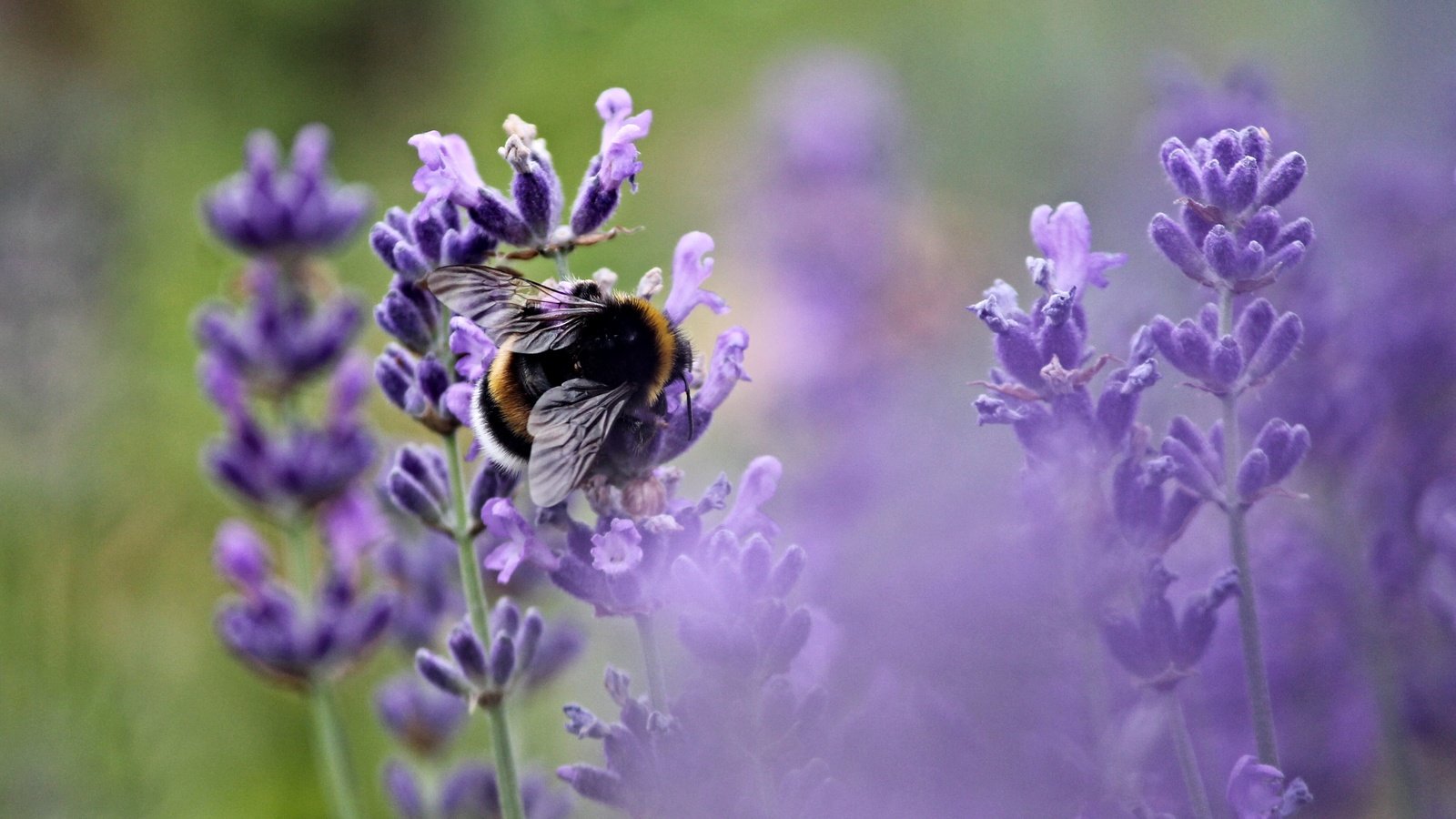 Обои цветы, насекомое, лаванда, пчела, опыление, flowers, insect, lavender, bee, pollination разрешение 3884x2328 Загрузить