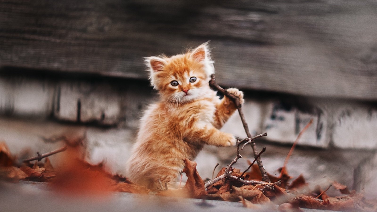 Обои природа, кот, кошка, осень, котенок, рыжик, рыжий котенок, gctgv, afinogenova tatyana, nature, cat, autumn, kitty, ginger, ginger kitten разрешение 1920x1295 Загрузить
