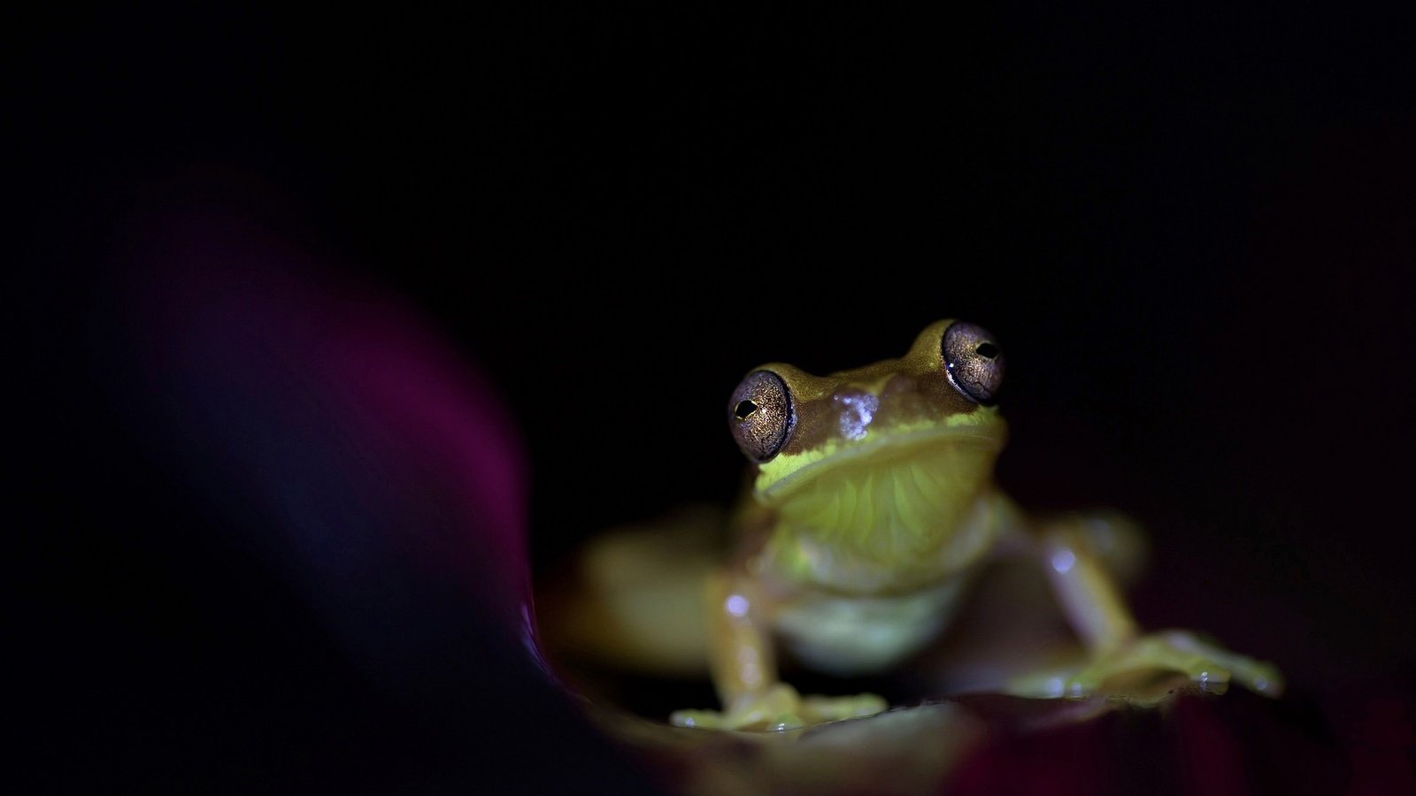 Обои глаза, лягушка, черный фон, животное, земноводное, eyes, frog, black background, animal, amphibian разрешение 2048x1275 Загрузить