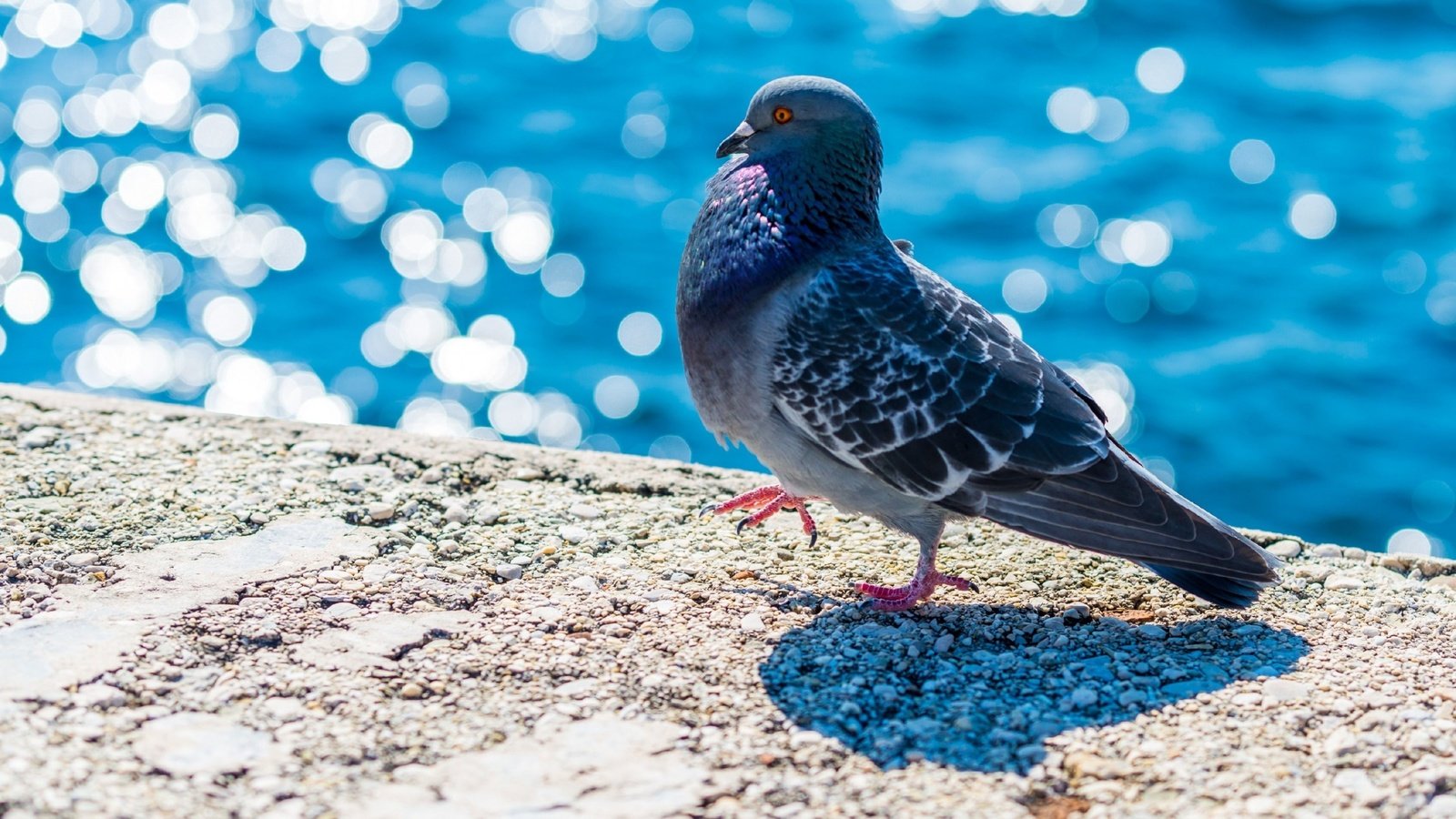 Обои вода, набережная, птица, клюв, перья, голубь, боке, water, promenade, bird, beak, feathers, dove, bokeh разрешение 2560x1440 Загрузить