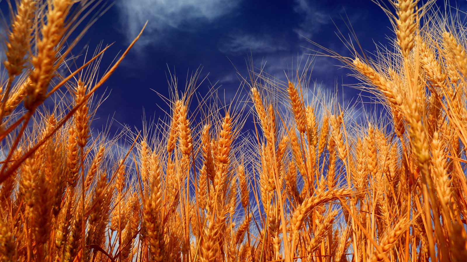 Обои небо, облака, природа, поле, колосья, пшеница, the sky, clouds, nature, field, ears, wheat разрешение 4500x3000 Загрузить