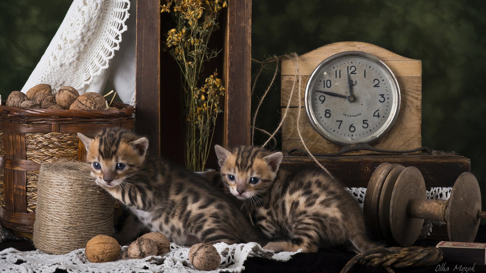 Обои кошки, котята, натюрморт, бенгальская кошка, cats, kittens, still life, bengal cat разрешение 2560x1600 Загрузить