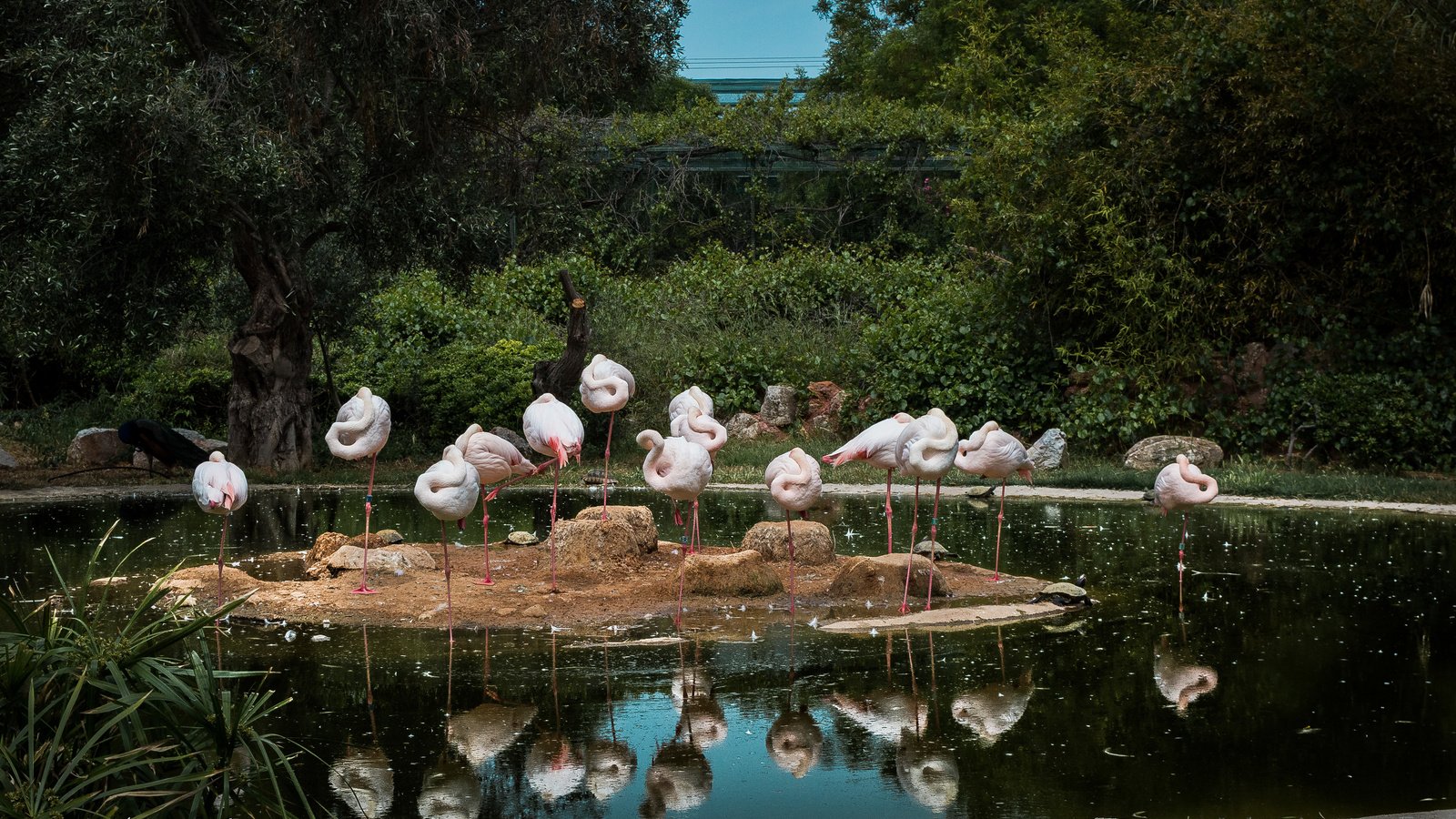 Обои вода, отражение, фламинго, птицы, water, reflection, flamingo, birds разрешение 6016x3768 Загрузить