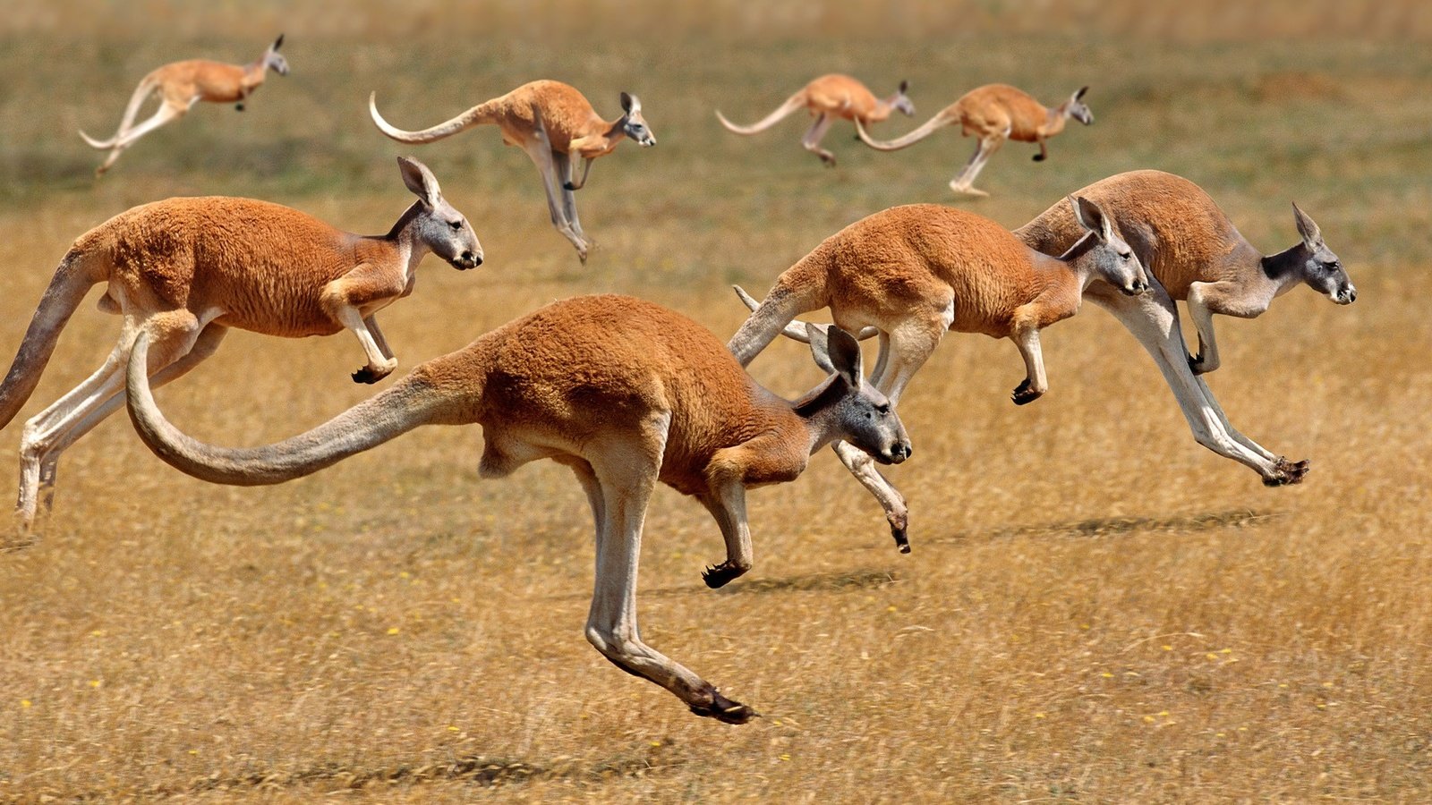 Обои австралия, бег, кенгуру, australia, running, kangaroo разрешение 1920x1200 Загрузить