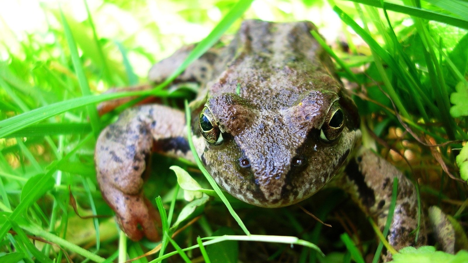 Обои глаза, трава, макро, лето, сад, лягушка, жаба, земноводные, eyes, grass, macro, summer, garden, frog, toad, amphibians разрешение 2288x1350 Загрузить