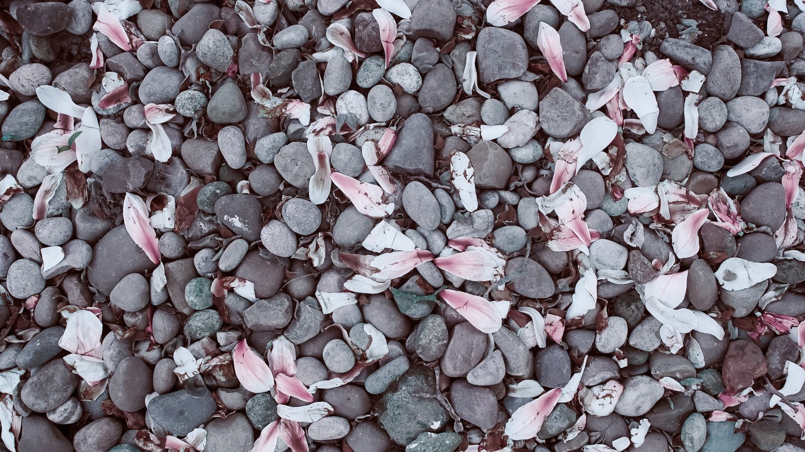 Обои камни, галька, лепестки, камешки, магнолия, stones, pebbles, petals, magnolia разрешение 3936x2624 Загрузить