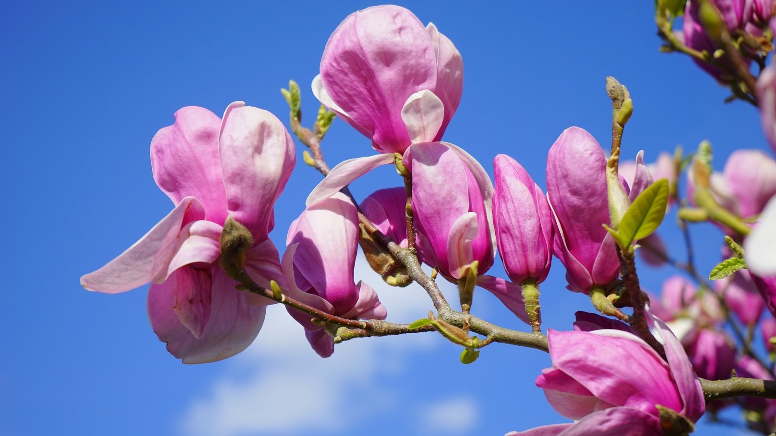 Обои небо, магнолия, цветы, цветение, бутоны, ветки, лепестки, весна, розовые, the sky, magnolia, flowers, flowering, buds, branches, petals, spring, pink разрешение 6000x3375 Загрузить