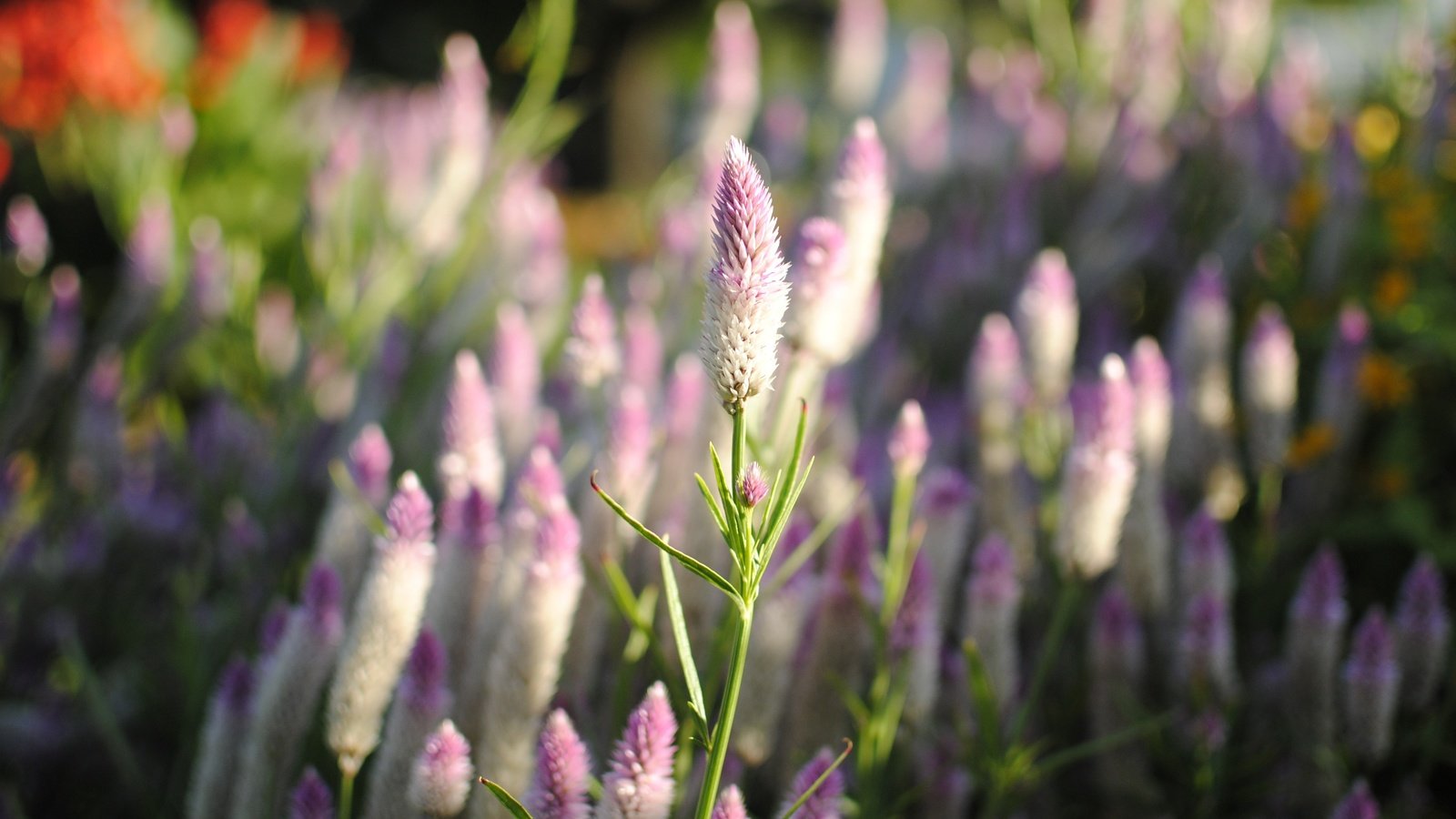 Обои цветы, природа, размытость, луг, целозия, flowers, nature, blur, meadow разрешение 3872x2592 Загрузить