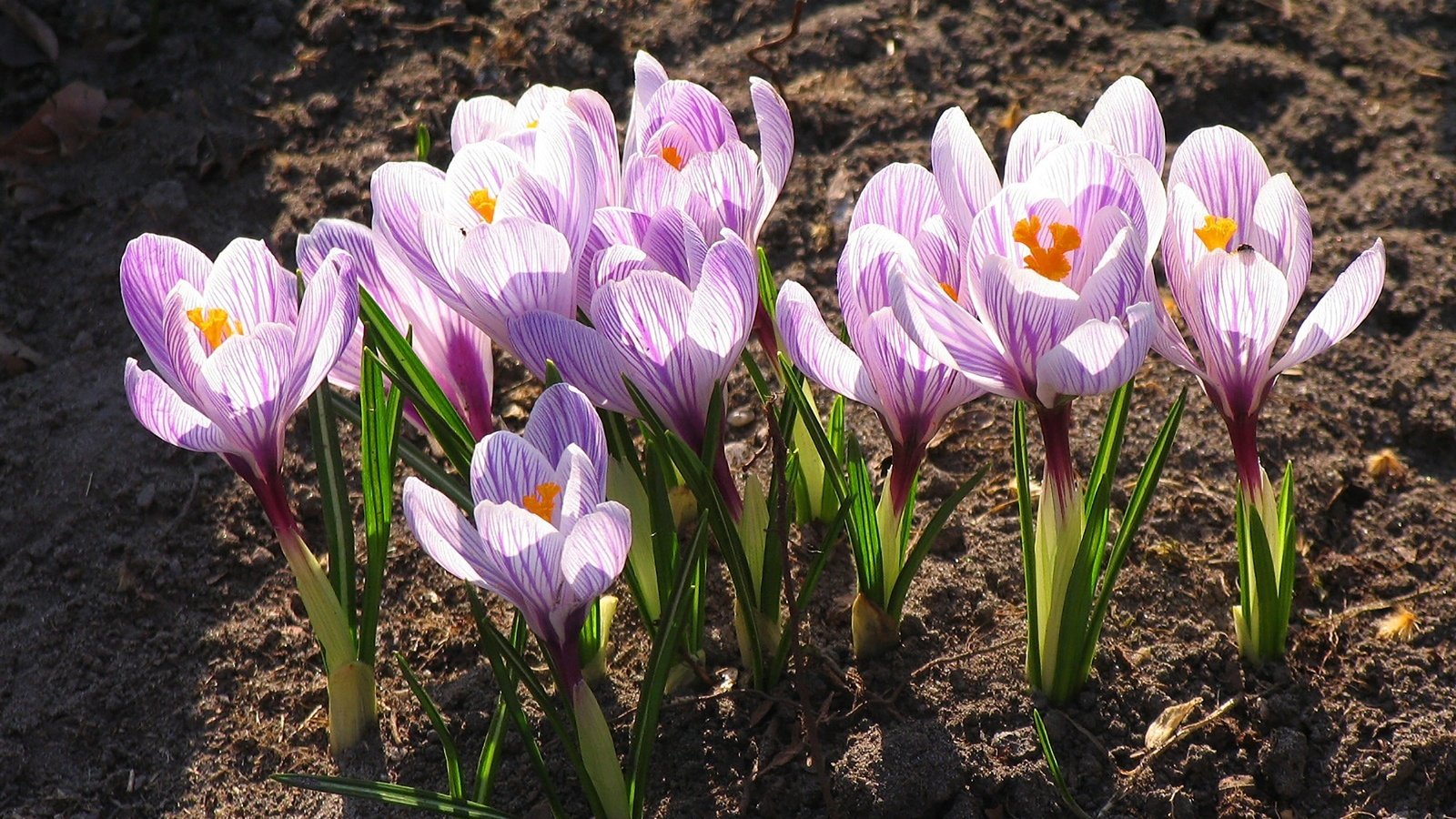 Обои цветы, цветение, листья, лепестки, весна, крокусы, flowers, flowering, leaves, petals, spring, crocuses разрешение 2000x1500 Загрузить