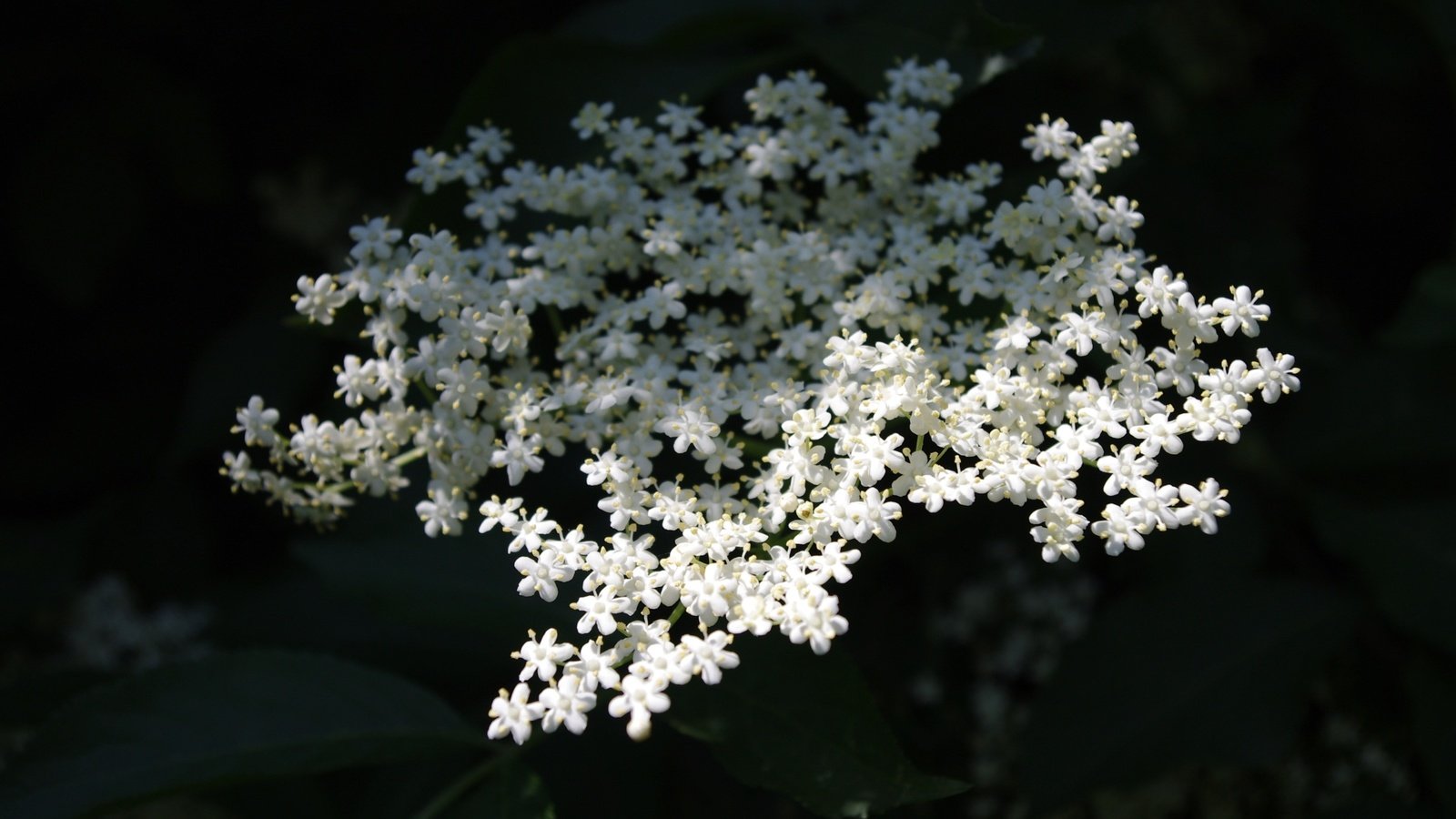 Обои цветы, природа, фон, белые, бузина, flowers, nature, background, white, elder разрешение 3072x2048 Загрузить