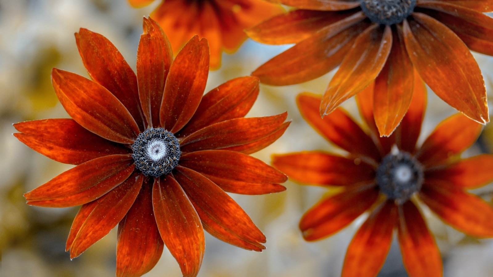 Обои цветы, фон, лепестки, рудбекия, flowers, background, petals, rudbeckia разрешение 2048x1365 Загрузить