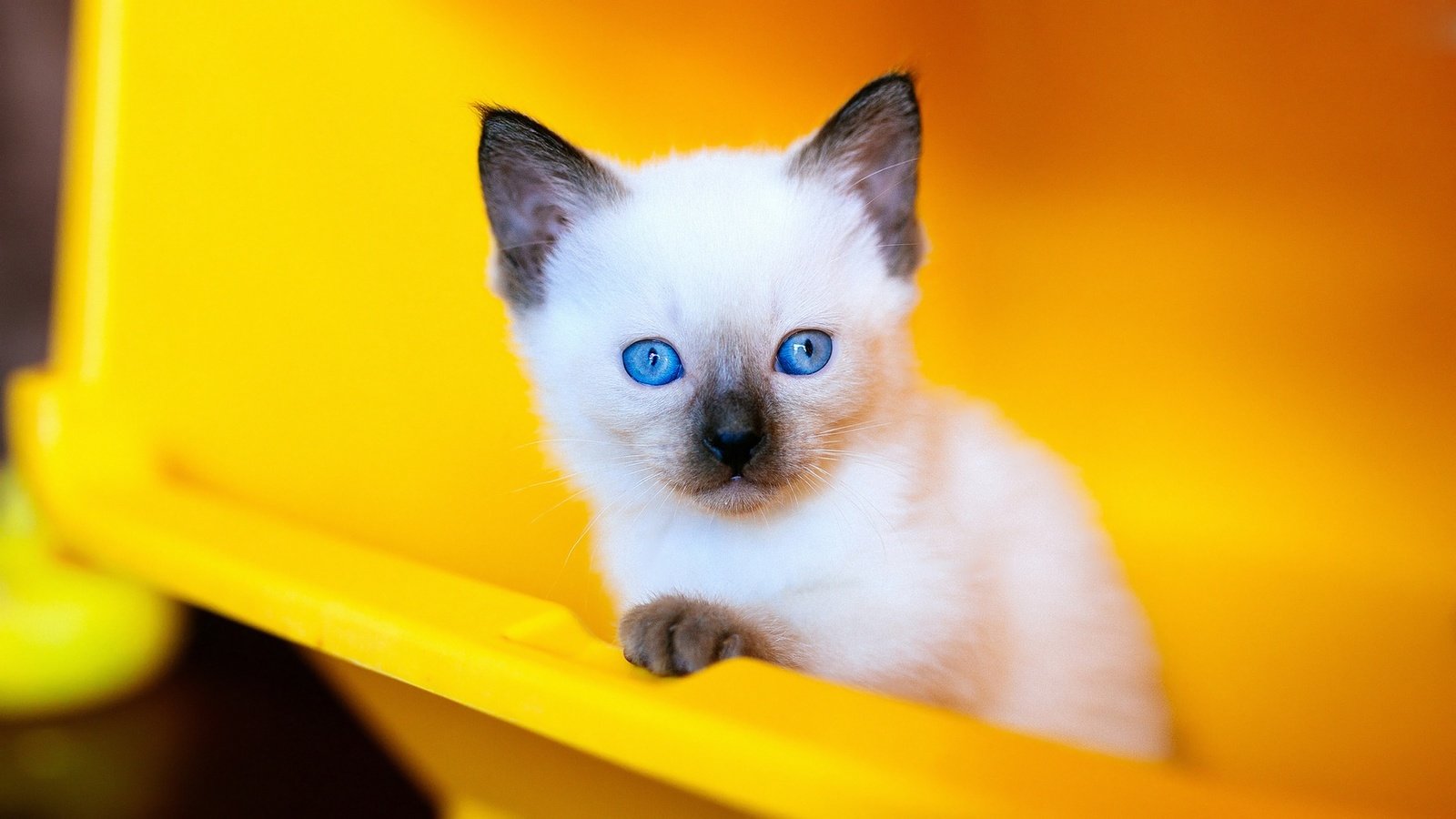 Обои фон, сиамский, портрет, голубоглазый, кошка, контейнер, взгляд, рэгдолл, котенок, мордашка, голубые глаза, пластик, background, siamese, portrait, blue-eyed, cat, container, look, ragdoll, kitty, face, blue eyes, plastic разрешение 2048x1152 Загрузить